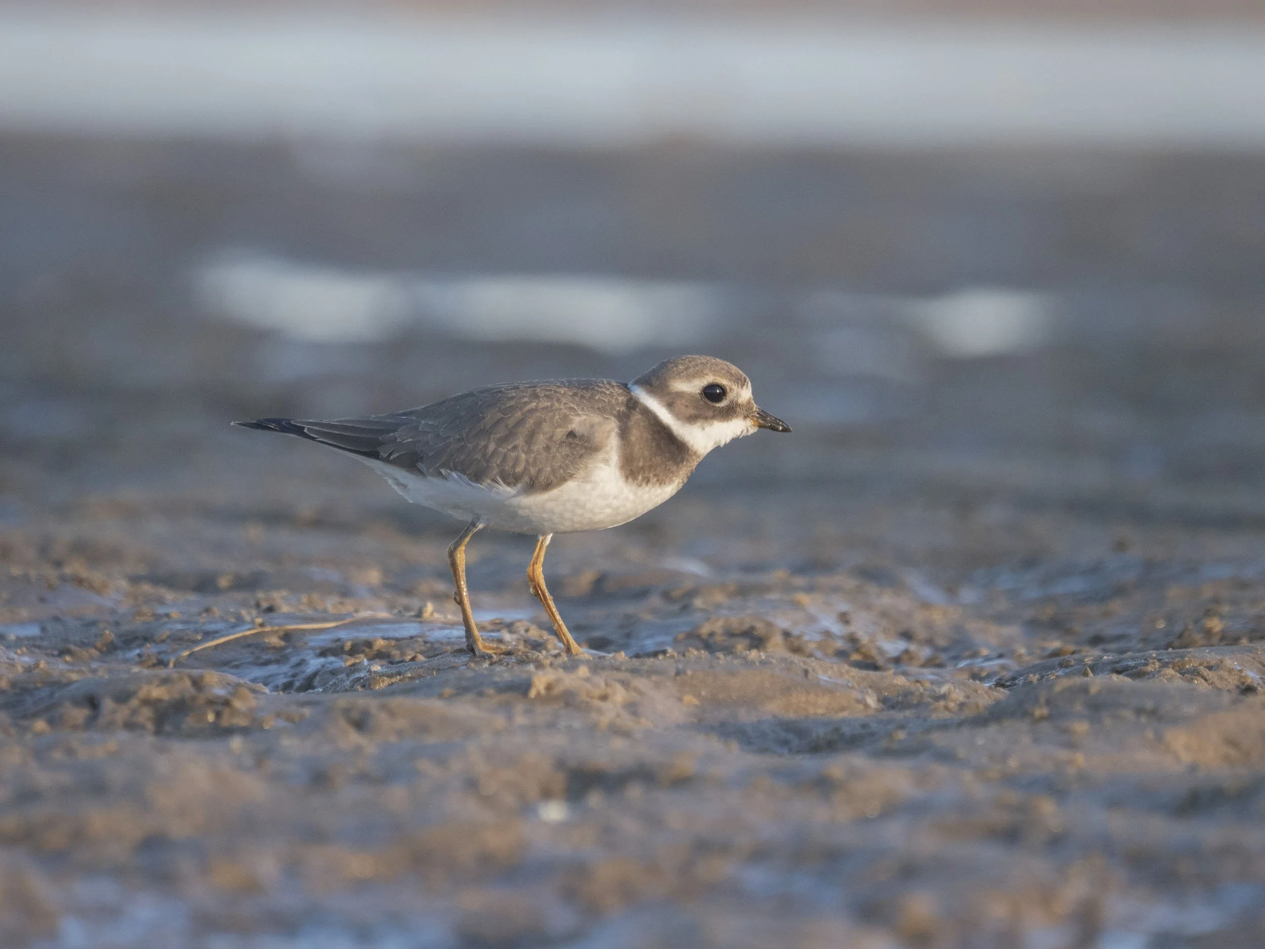 Królestwo  siewkowatych