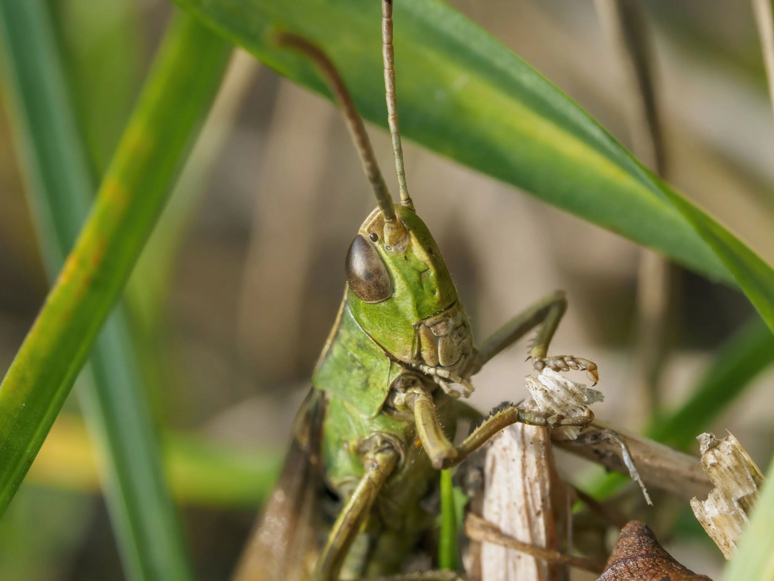 Nowa jakość makro!