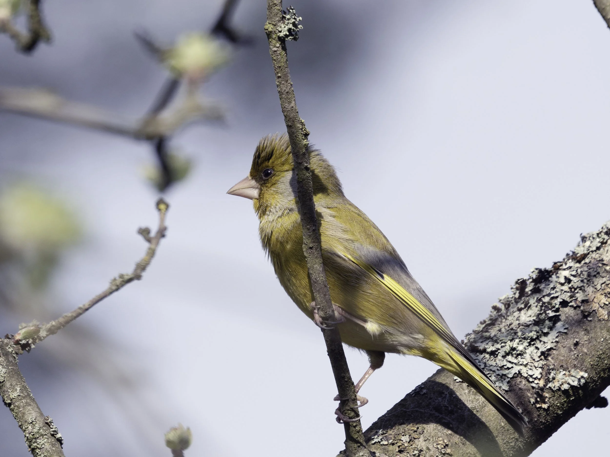 Dzwońce z mojej działki