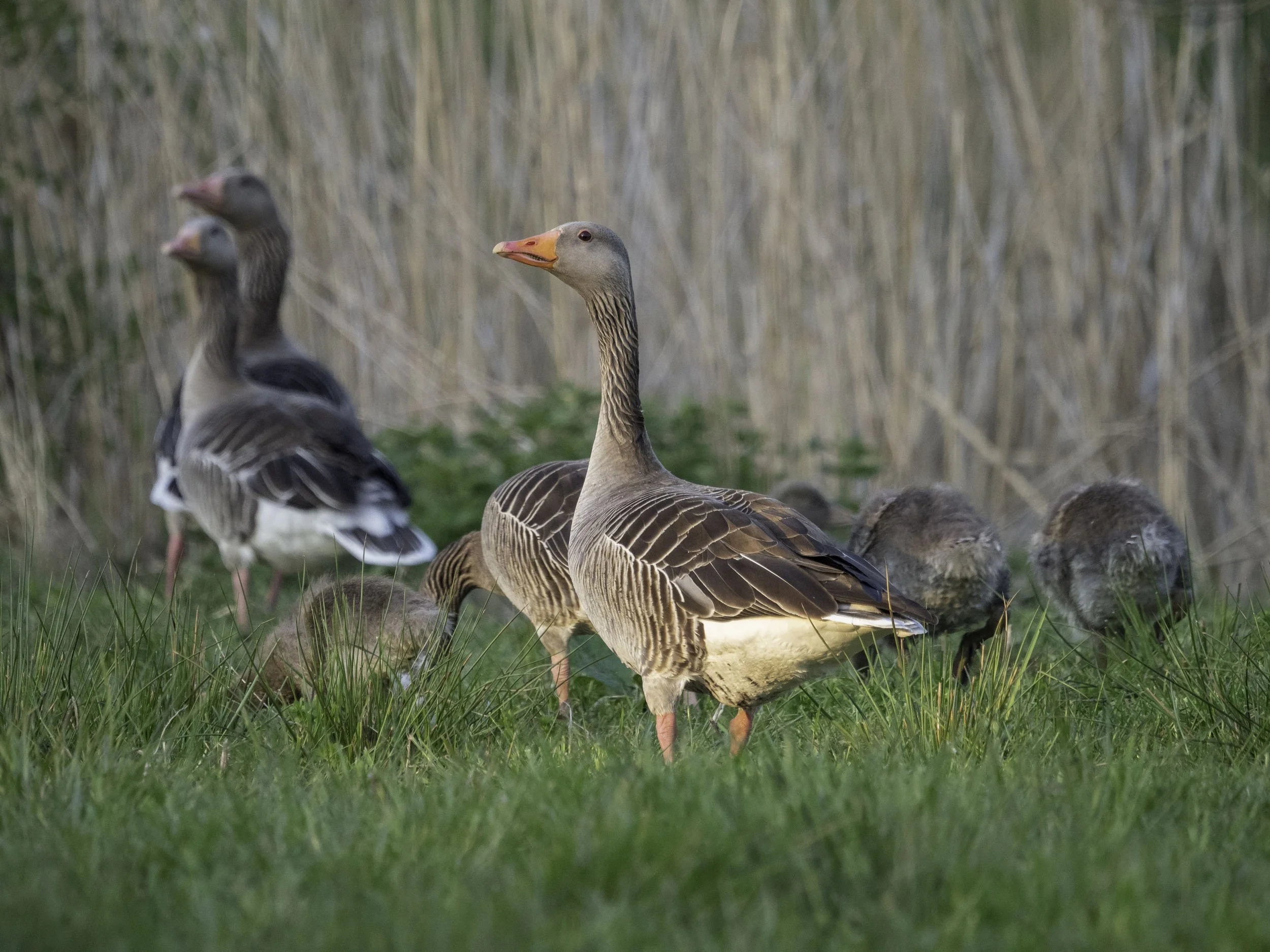Jej wysokość gęś