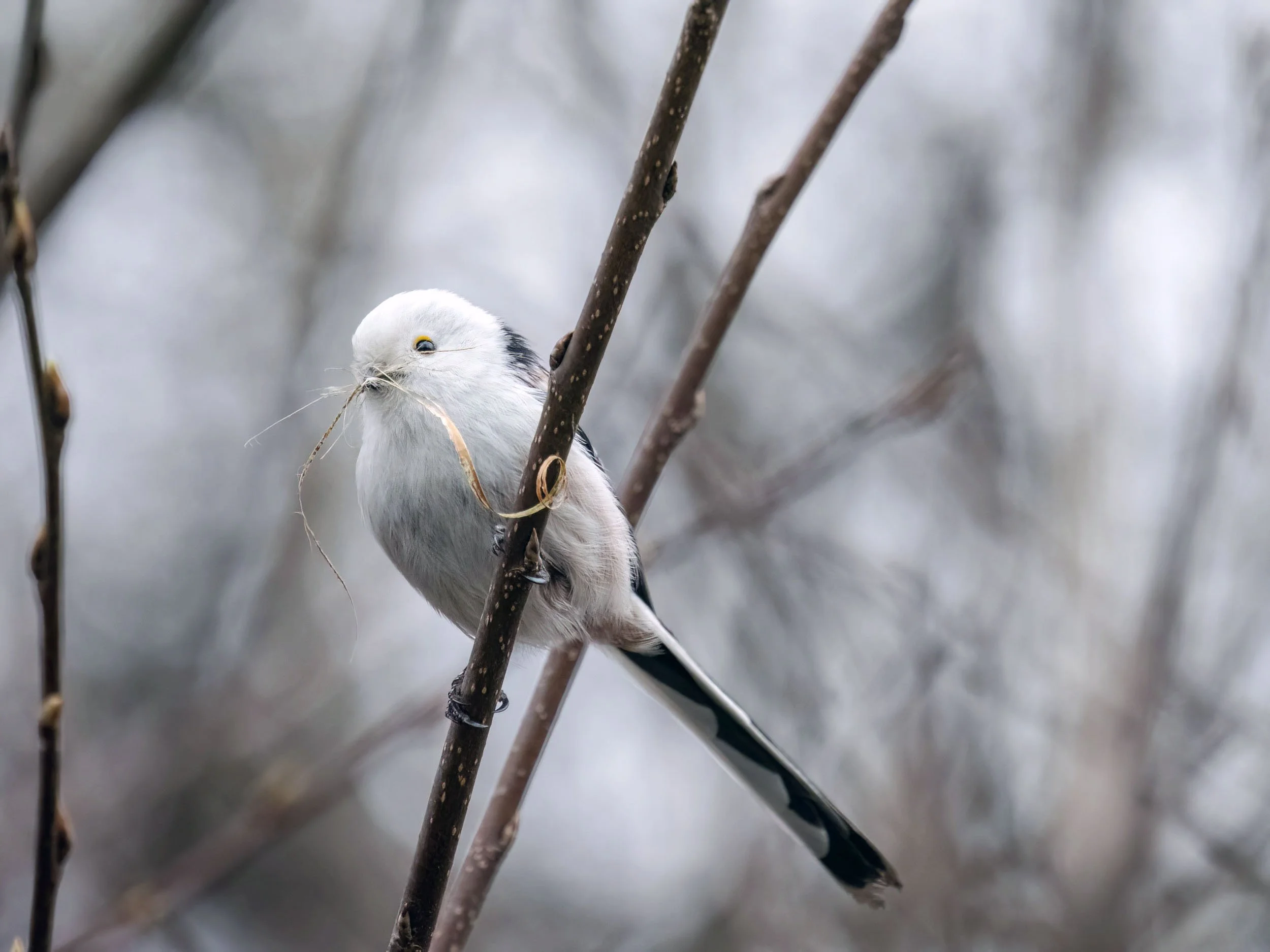 Raniuszki w ciemnościach