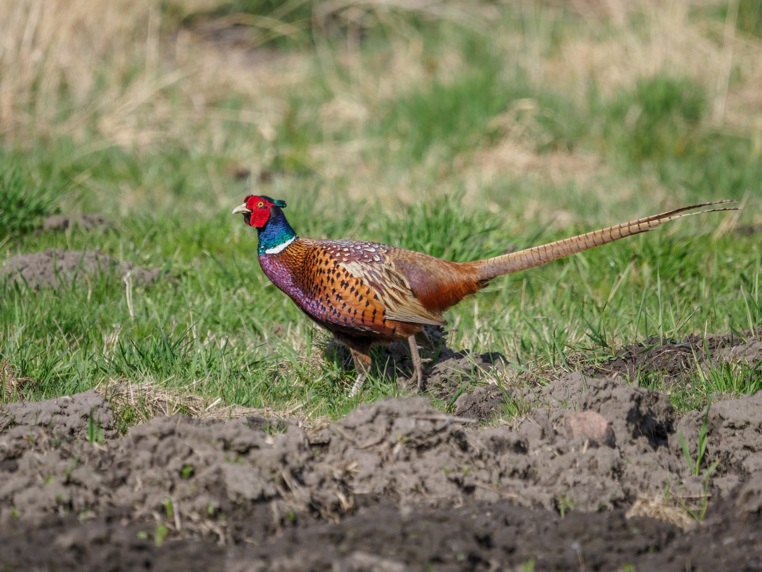 6 minut drogi od domu