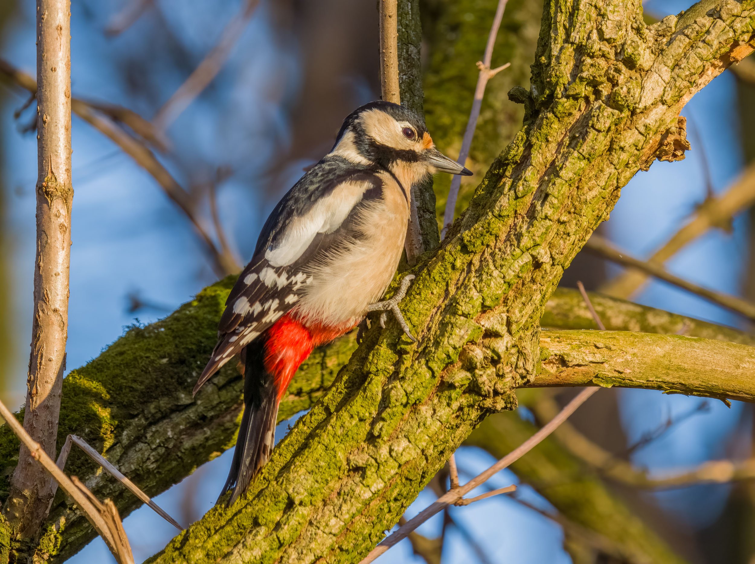 Skaryszewski wildlife