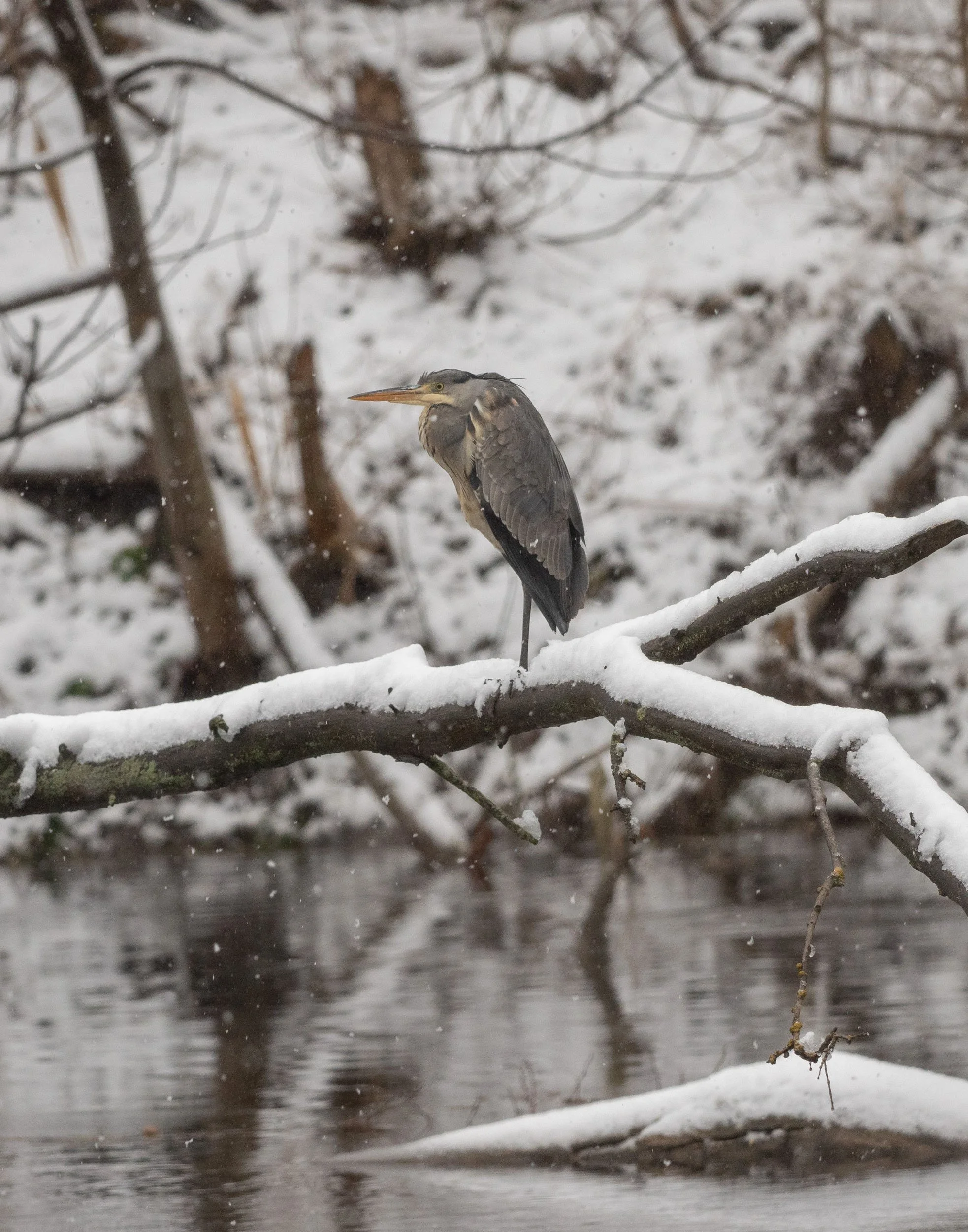 Mokry model, mokry ja, mokry aparat