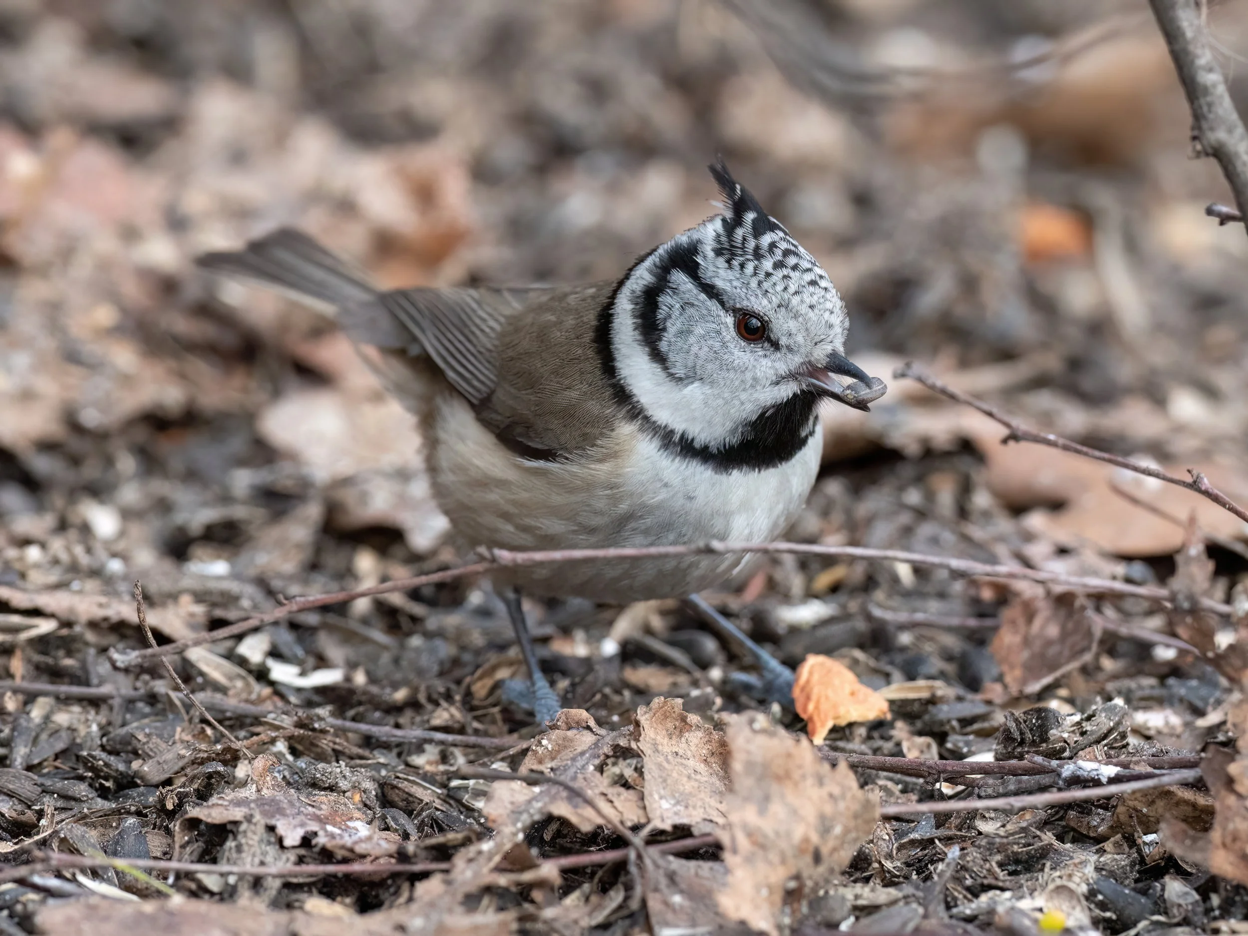 Pierwsza czubatka w tym roku!