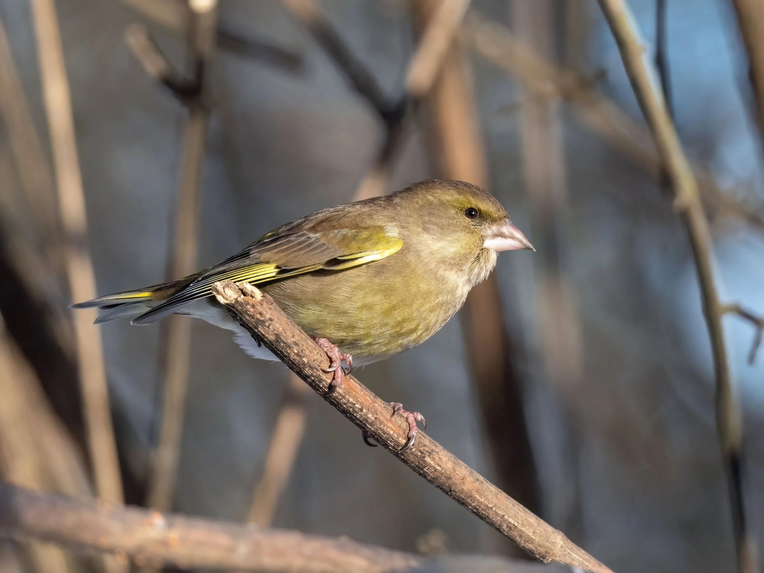 Tym razem … za dużo słońca ;)