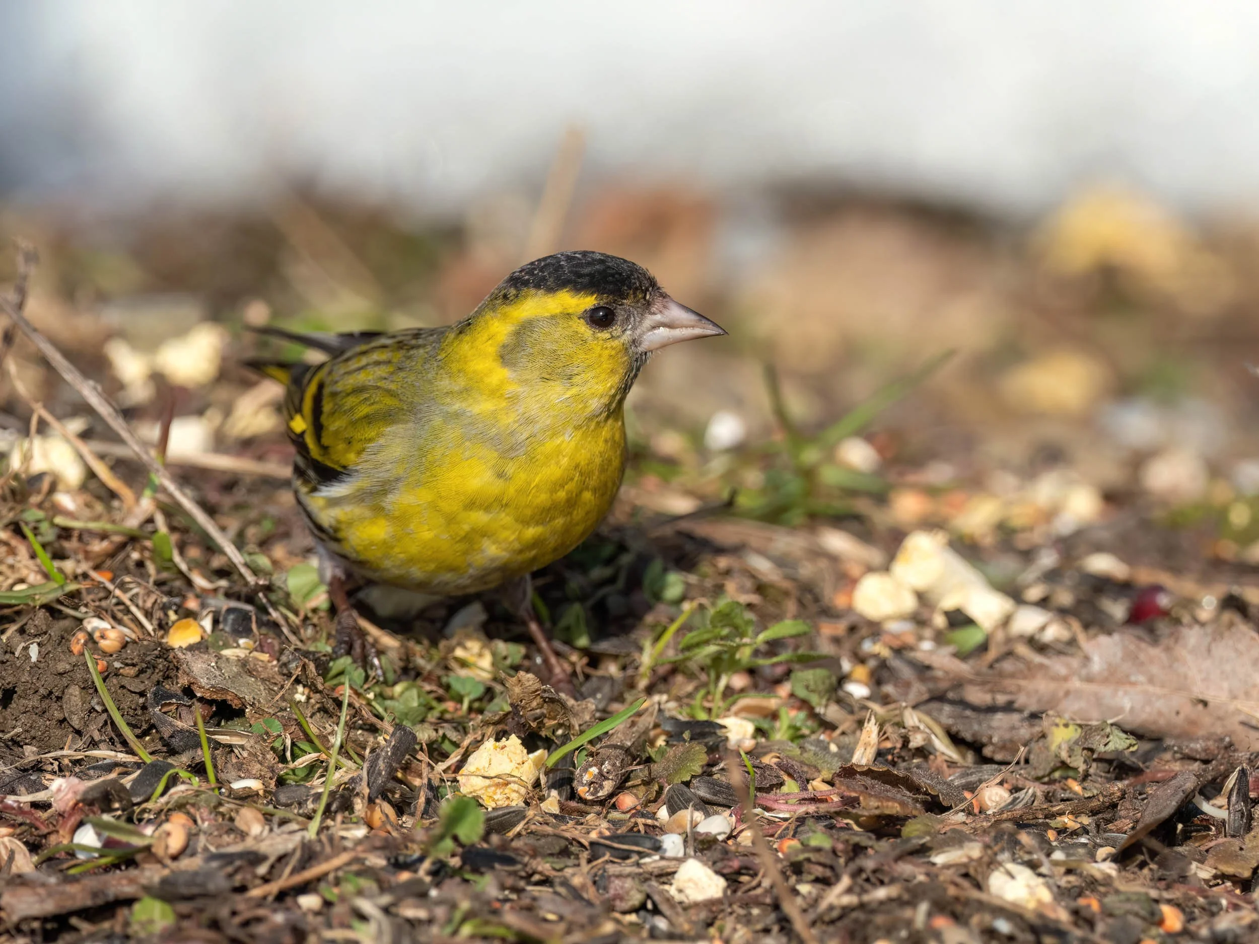 Sikorki, czyże i raniuszki