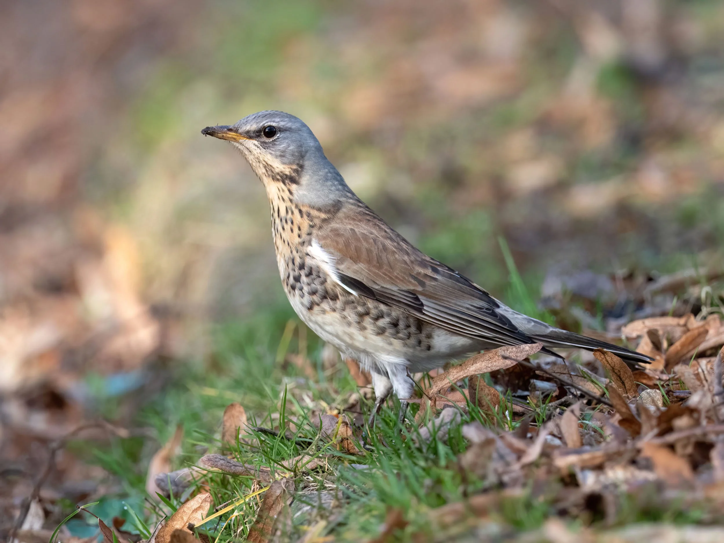 W Skaryszewskim słychać wiosnę 