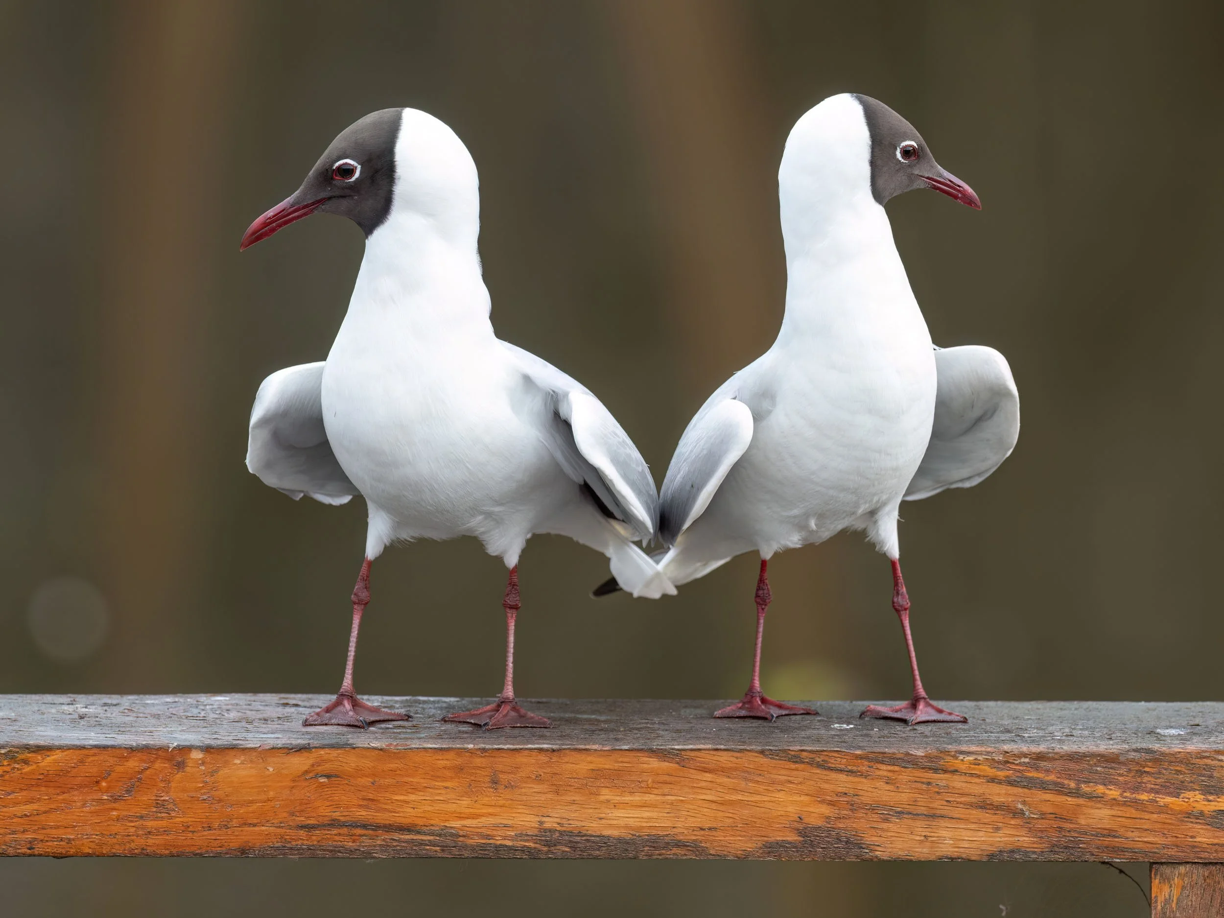 Odliczanie do prawdziwej wiosny