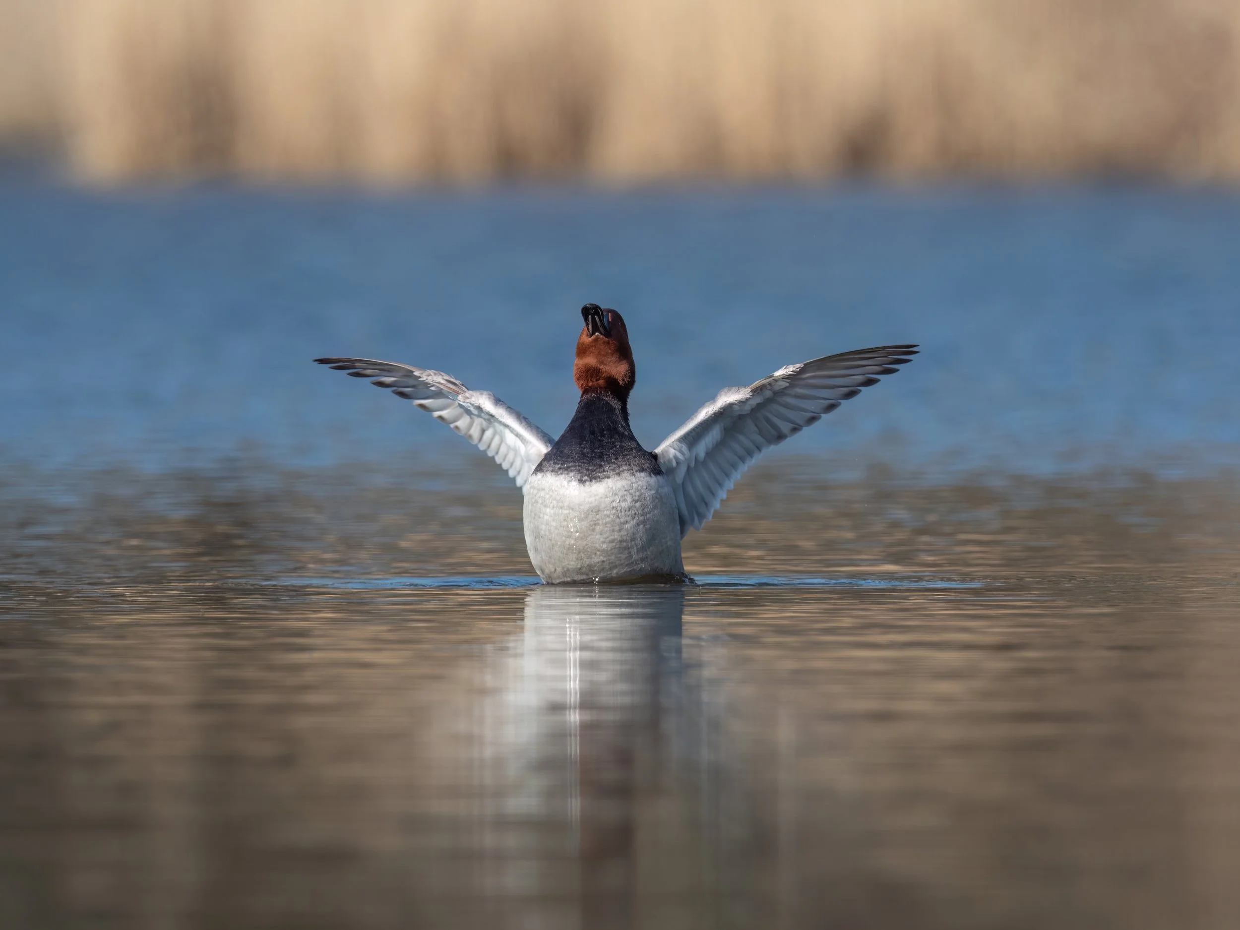 Czernice i głowienki