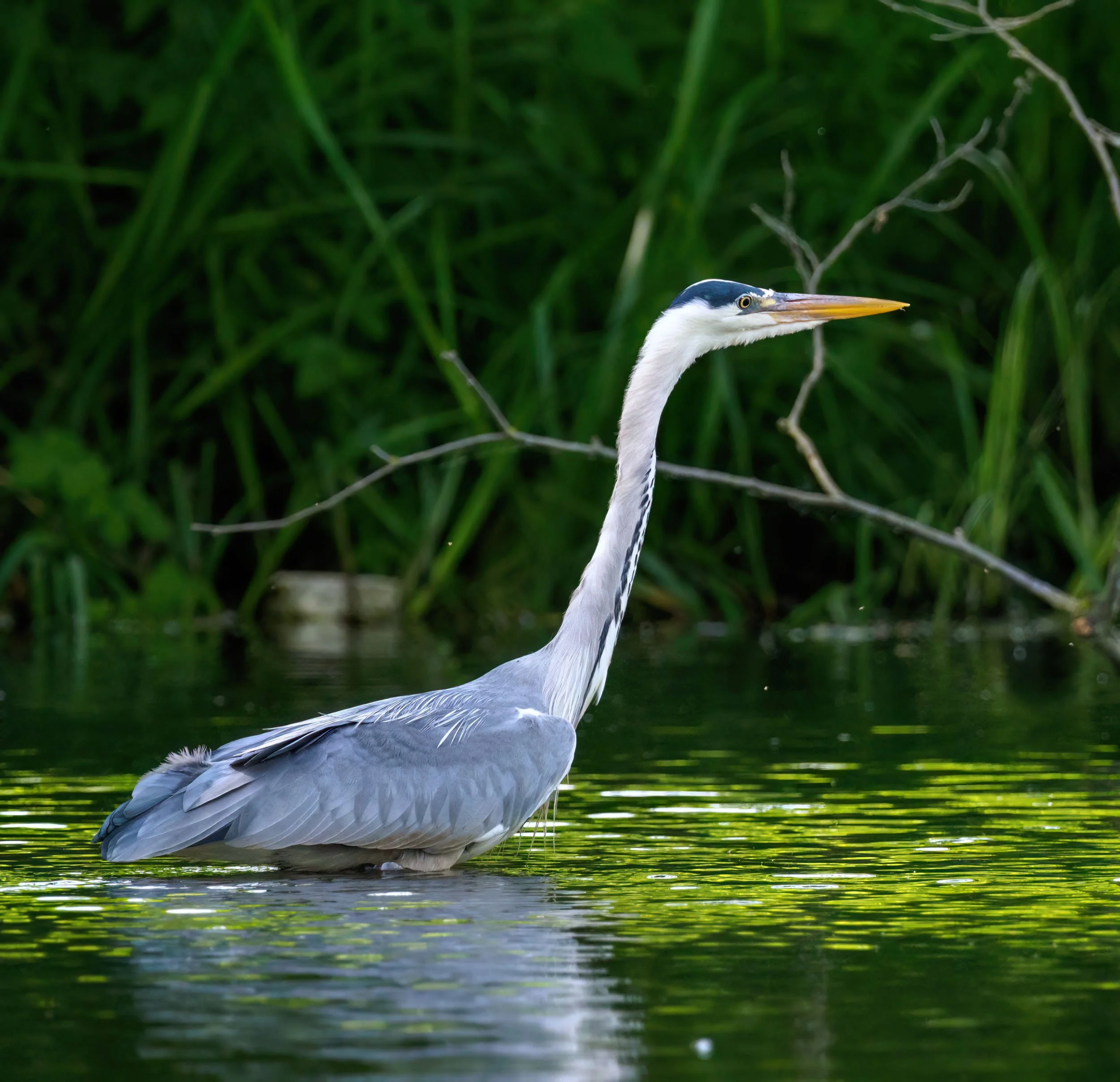 Powrót do Konstancina
