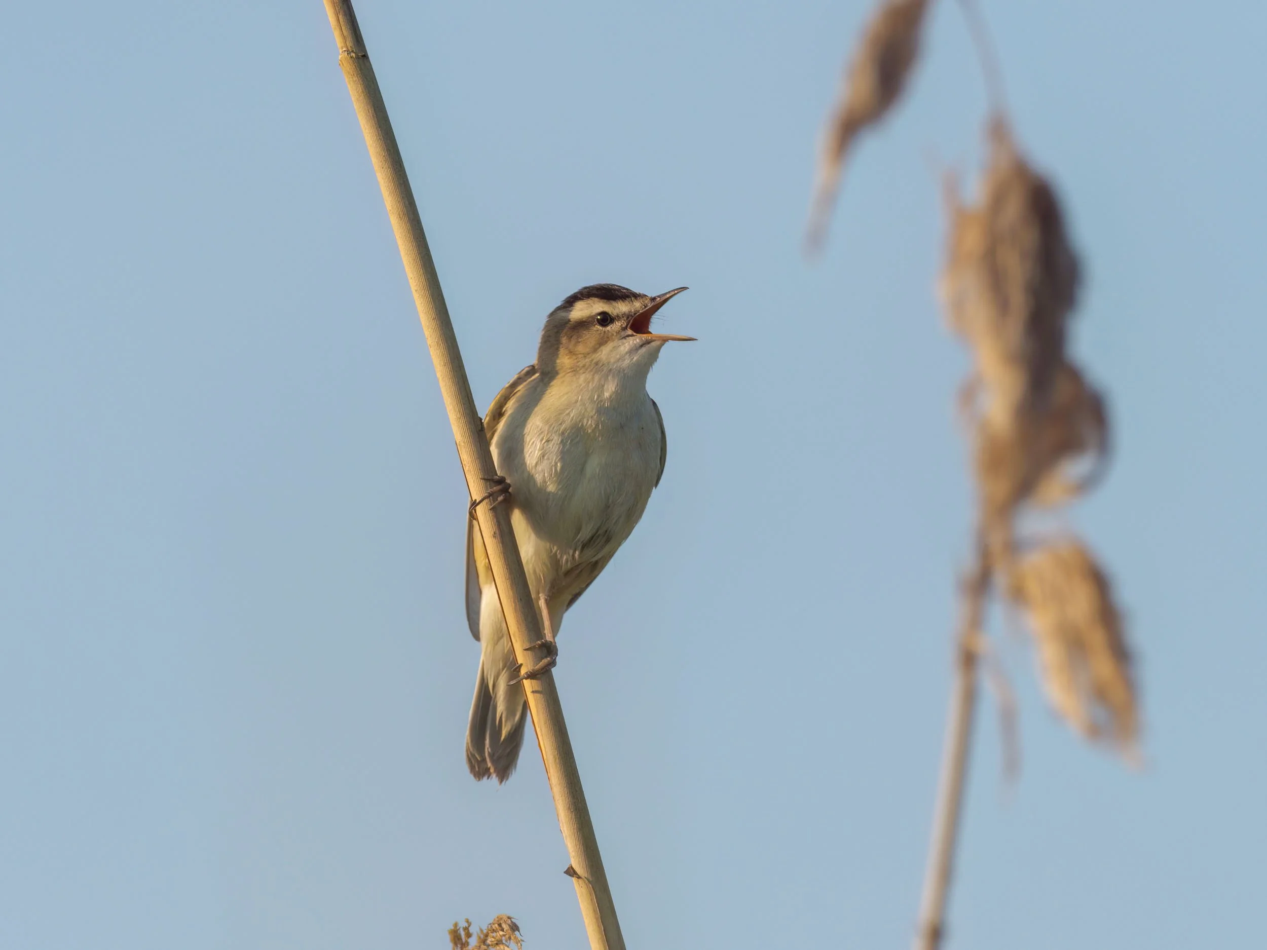 Narwiański Park Narodowy - ptaki