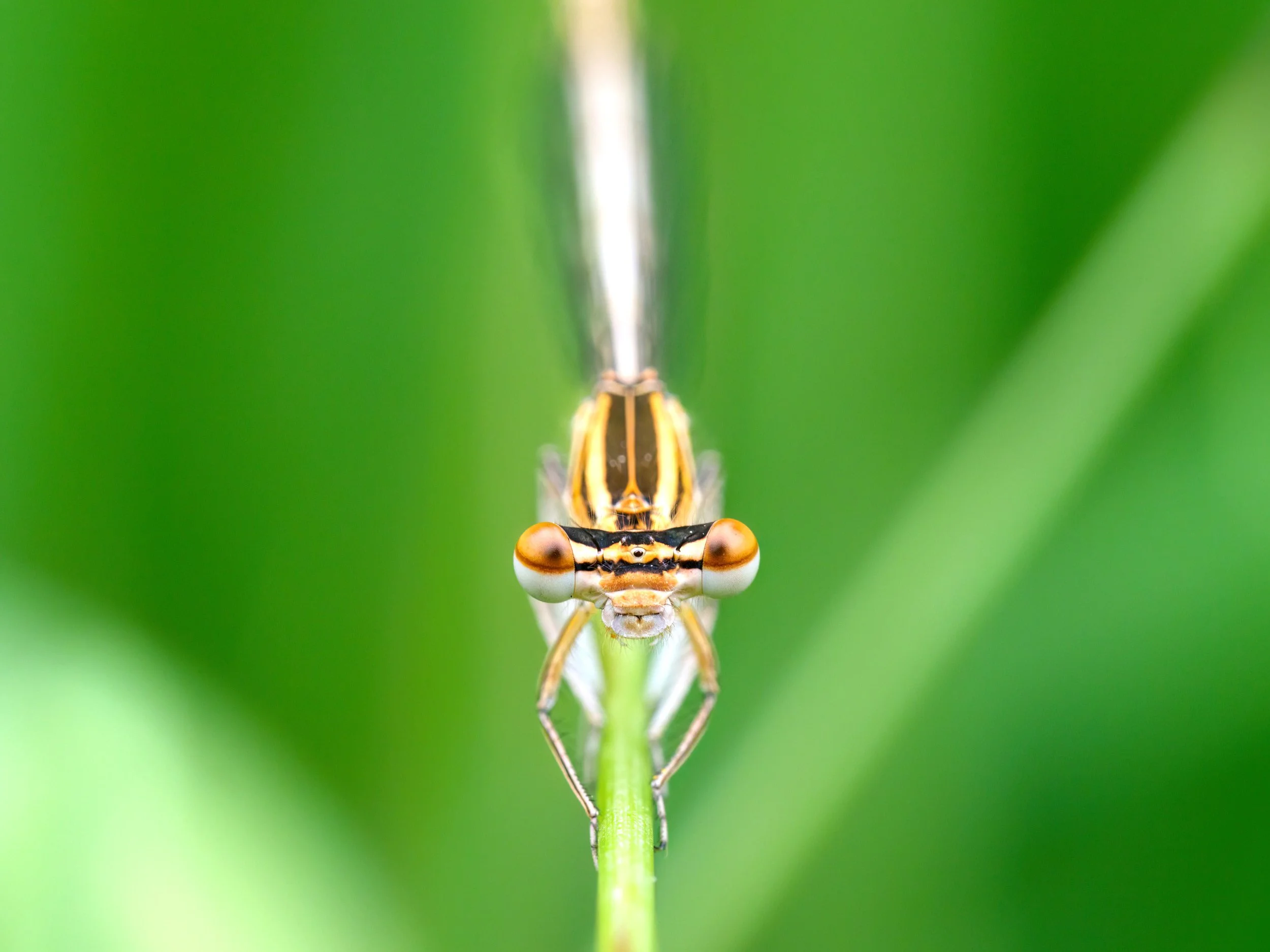 Sezon makro uważam za otwarty