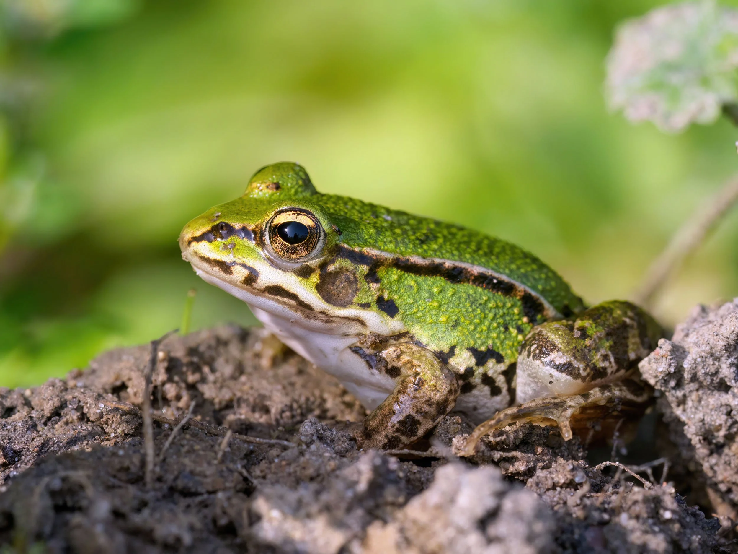 Raszyn po 3 miesiącach przerwy