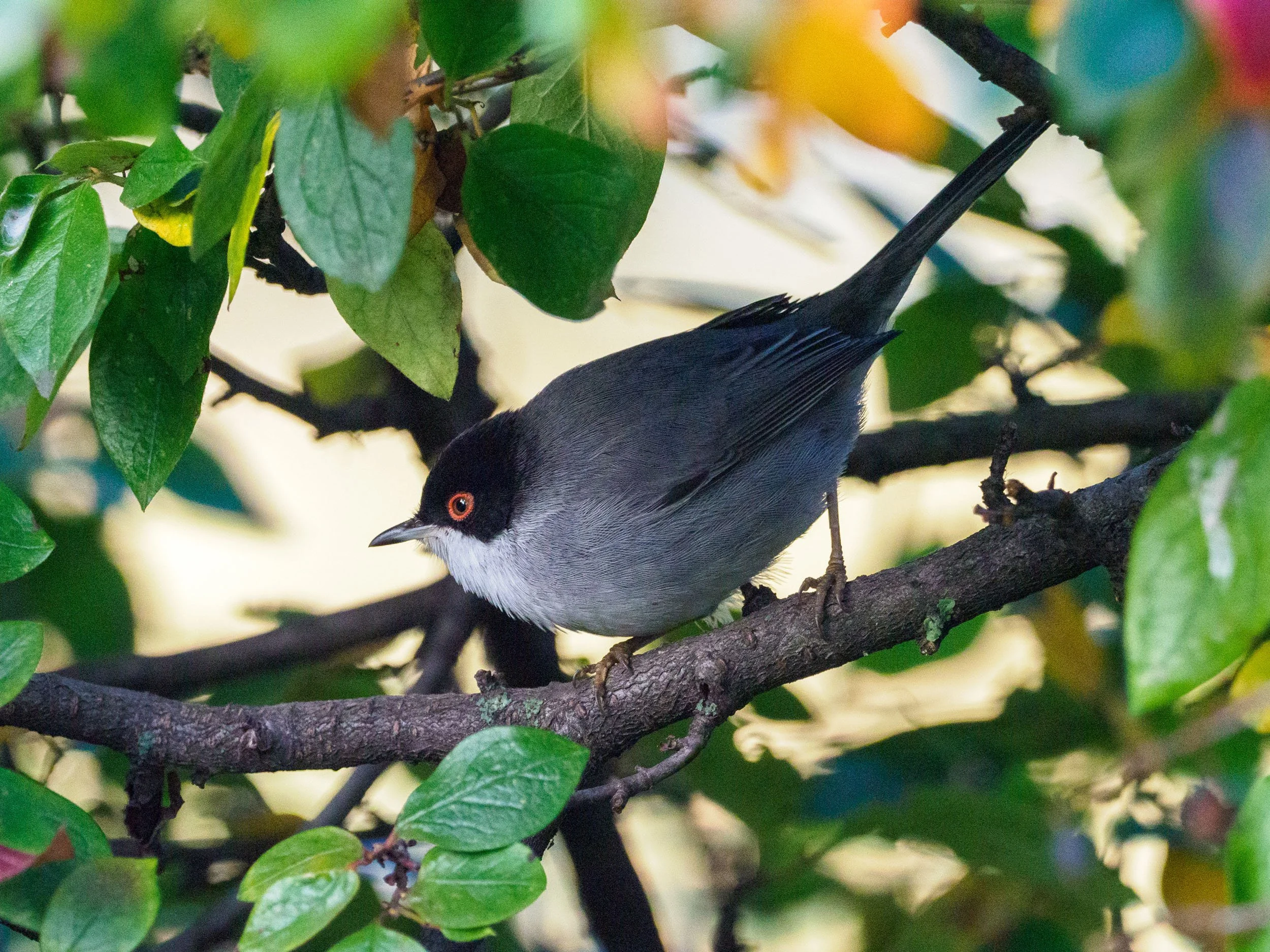 Trochę egzotyki w centrum Warszawy