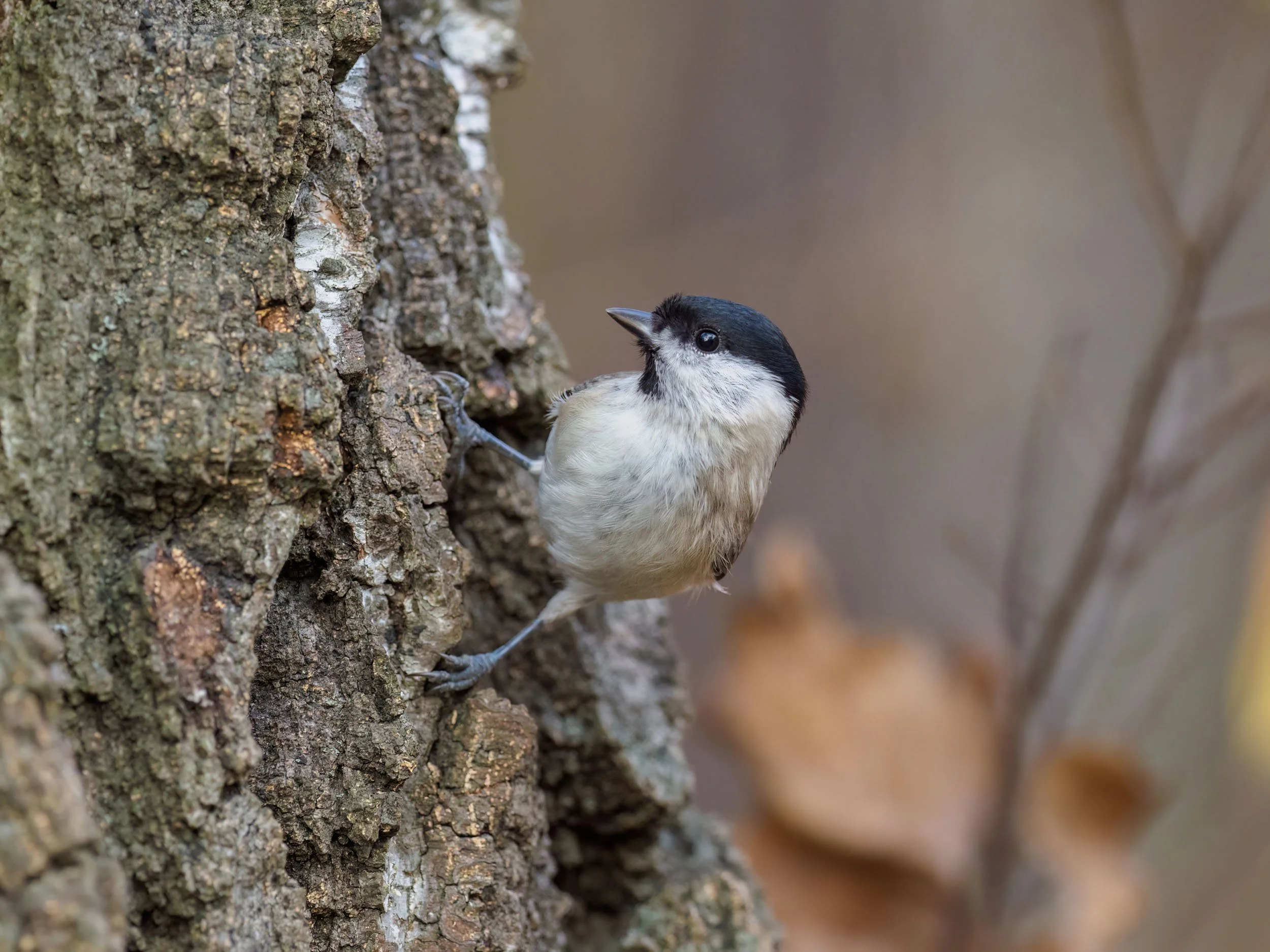 Uboga wśród bogatek