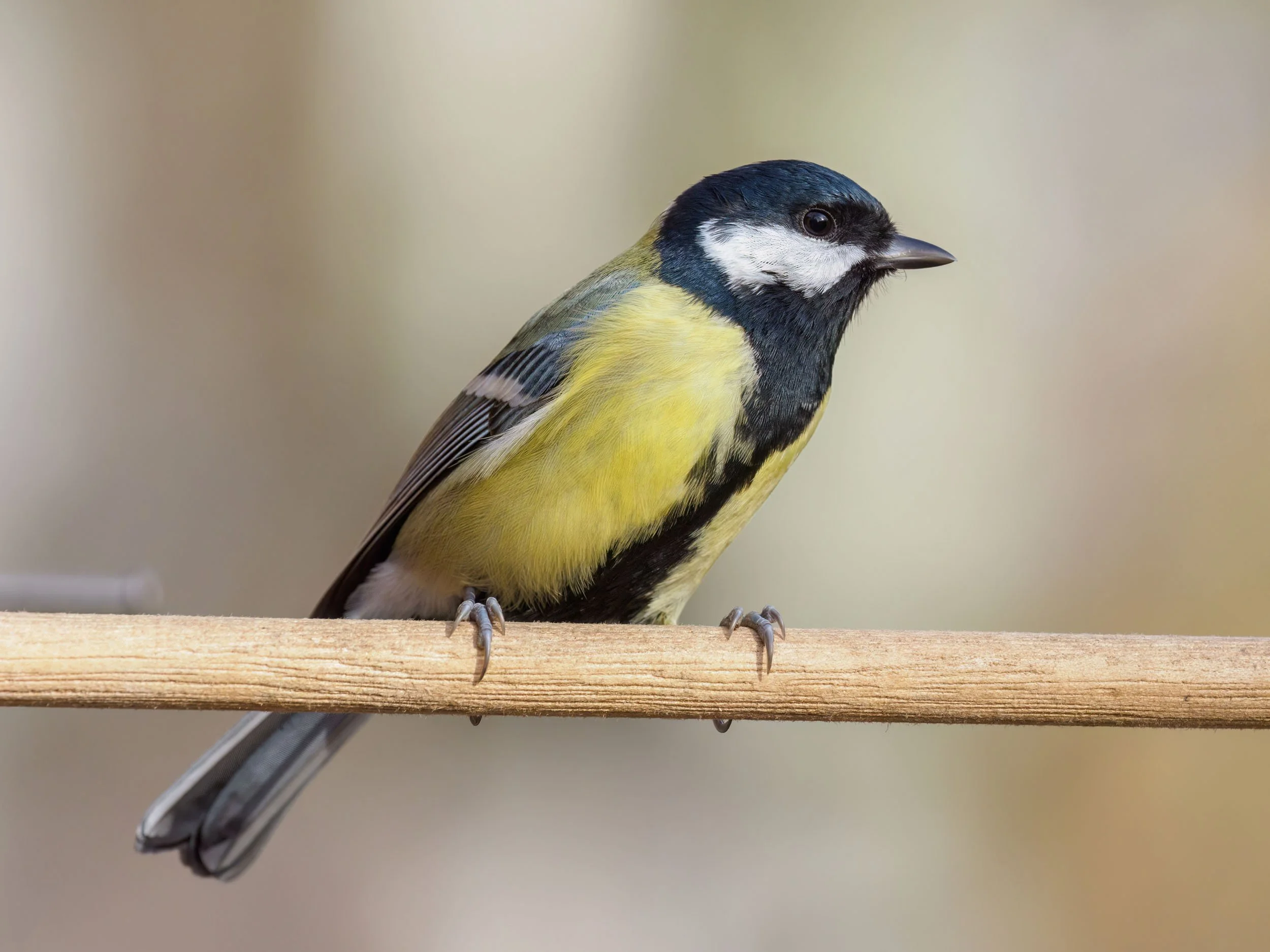 Brak czasu = brak różnorodności ;)