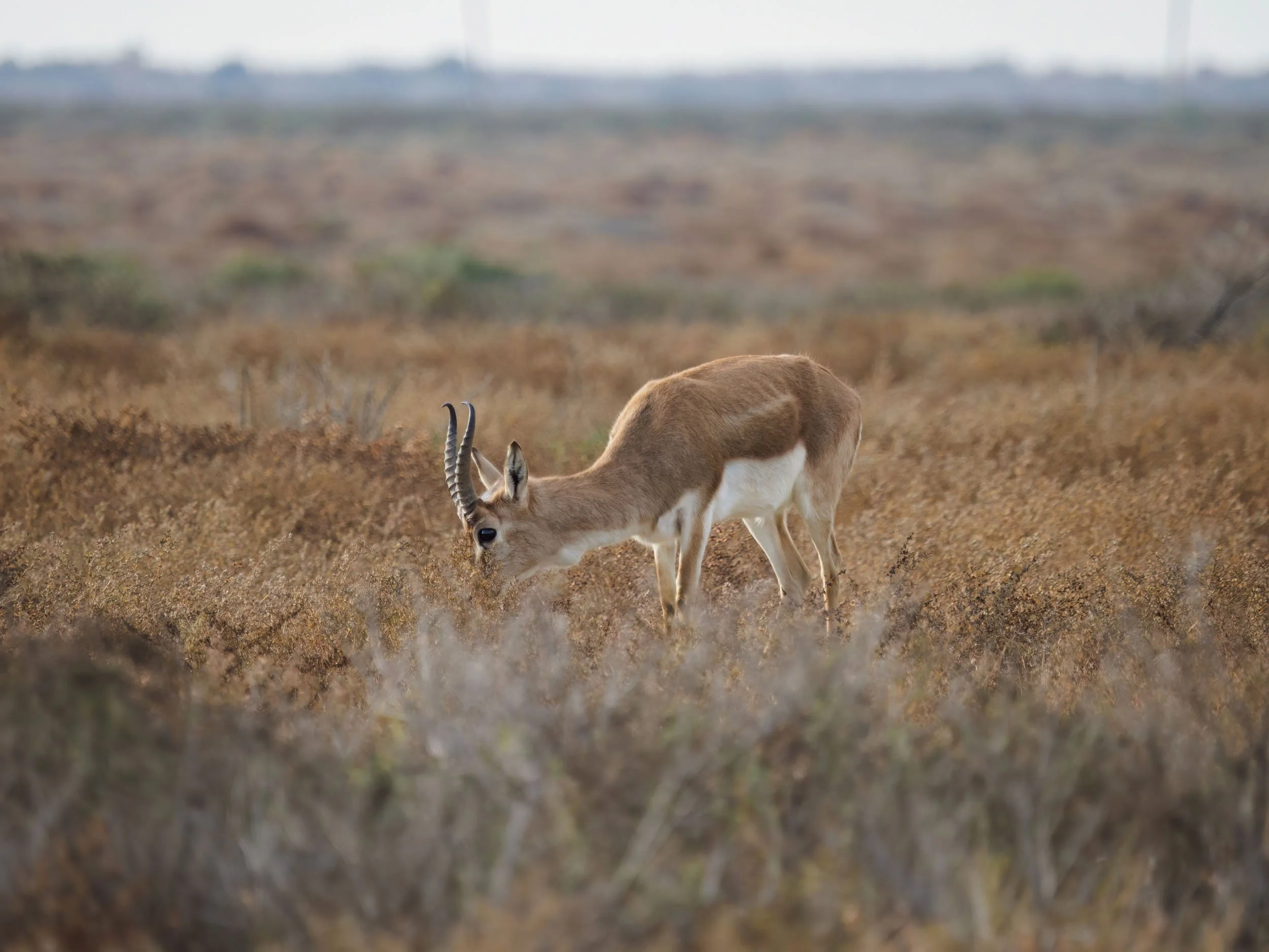 Trzy dni to jednak dużo :)