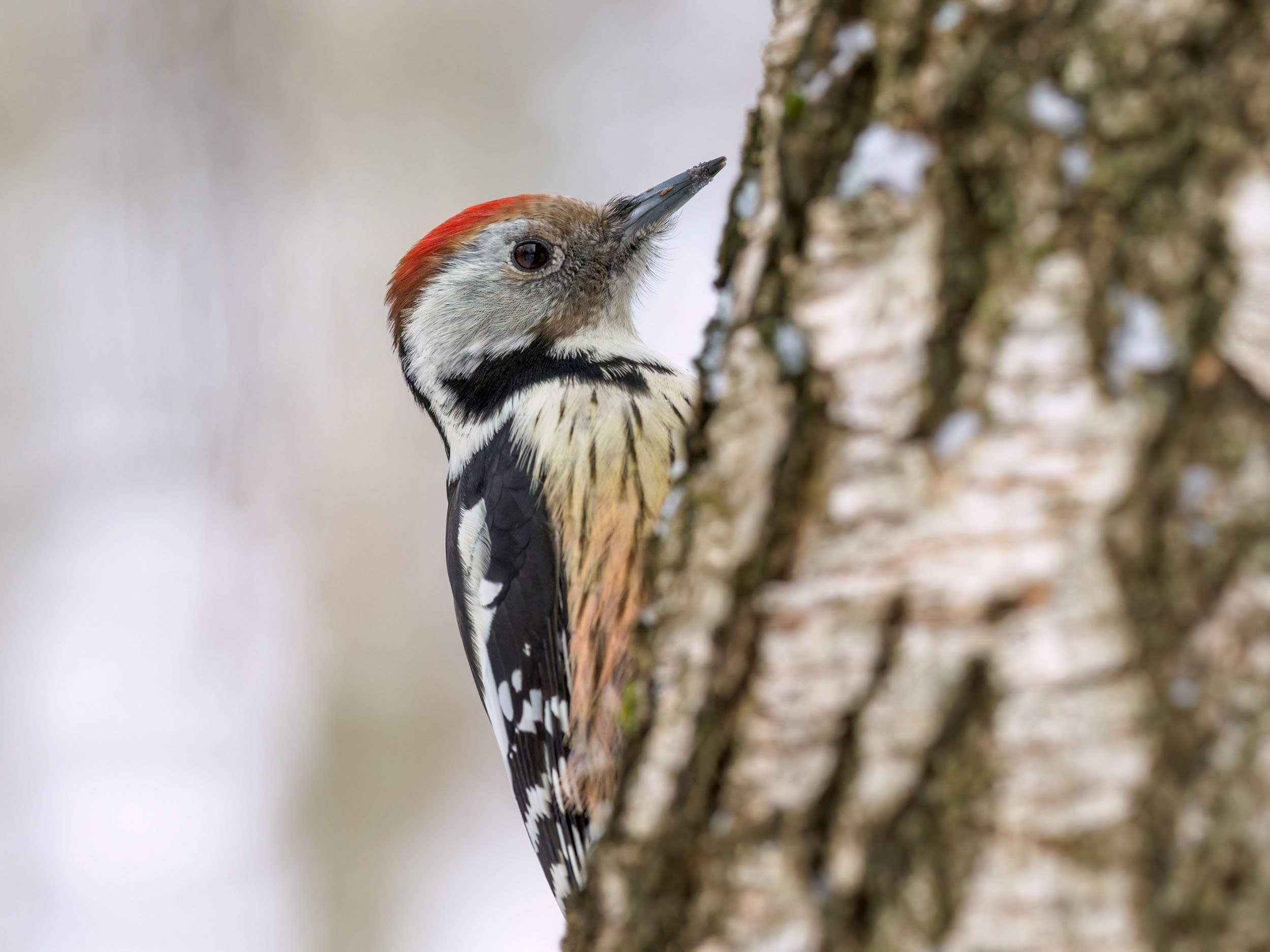 Jak jesień to COVID…