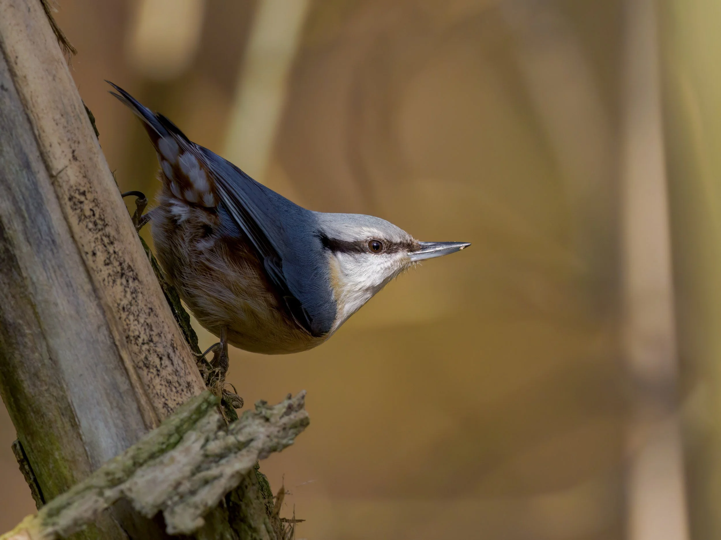Bez zachwytów, bez rozczarowań