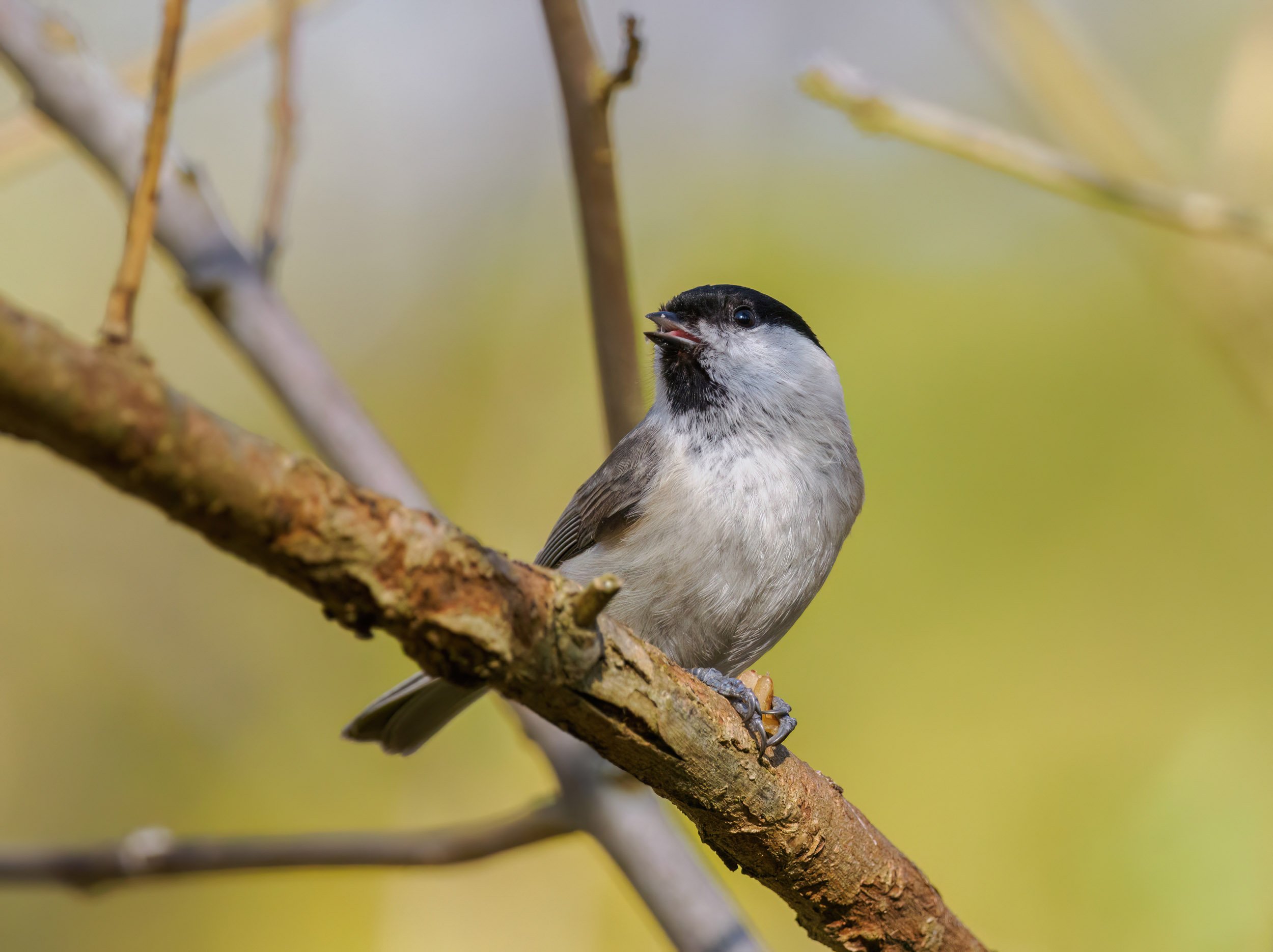 Koniec zimowej ciszy