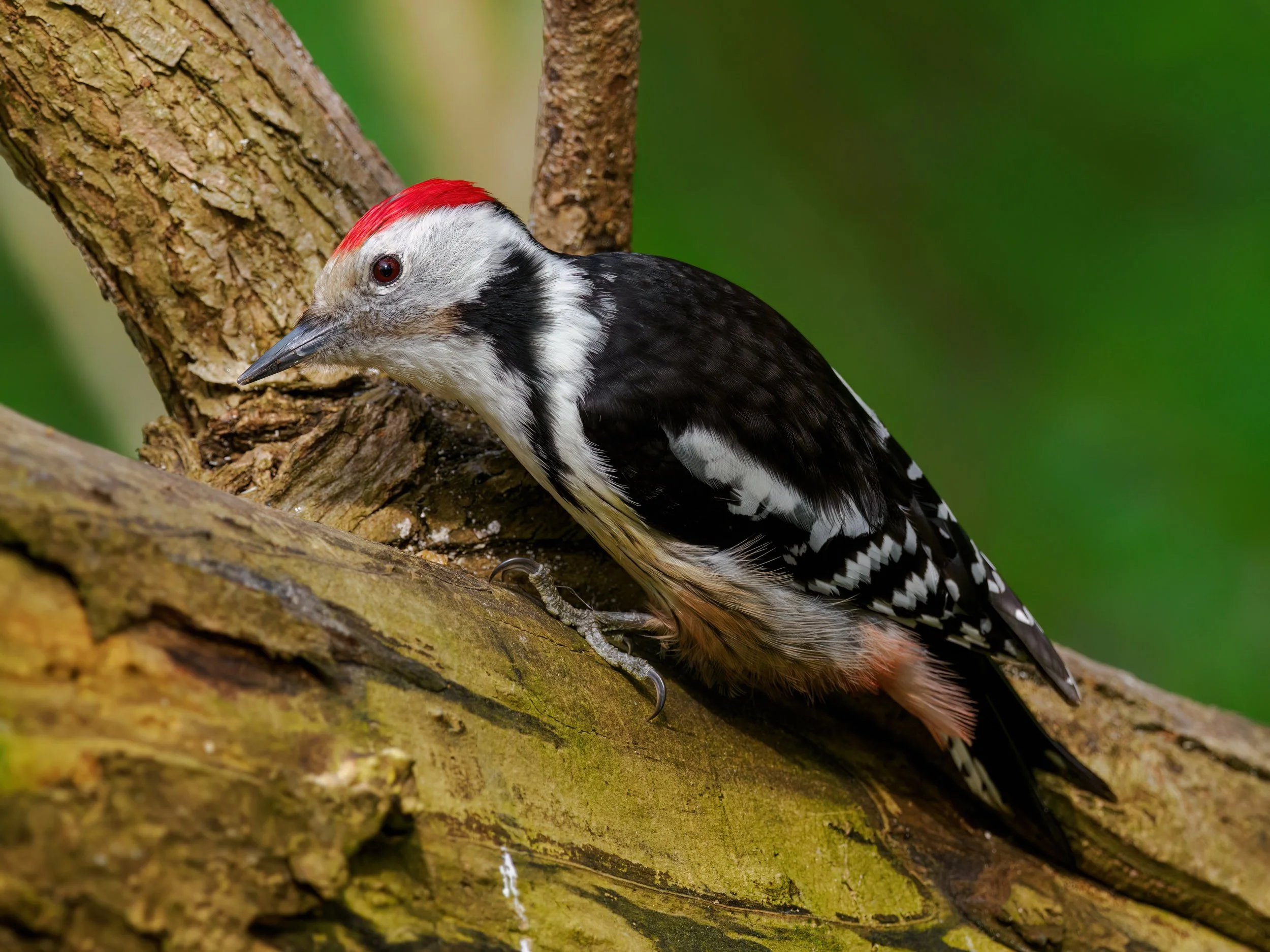 Ostatnie posiedzenie