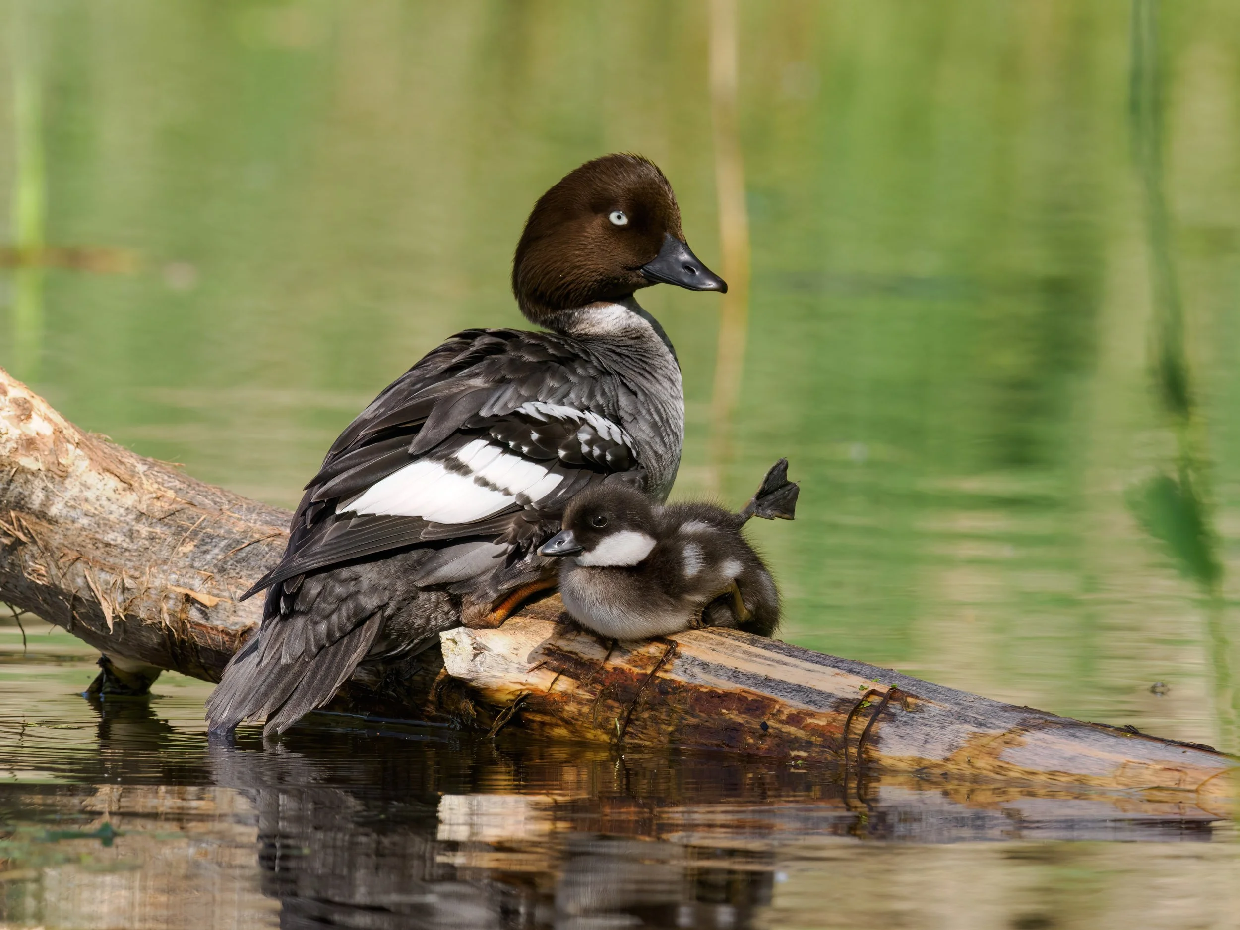 Intensywny dzień w Raszynie