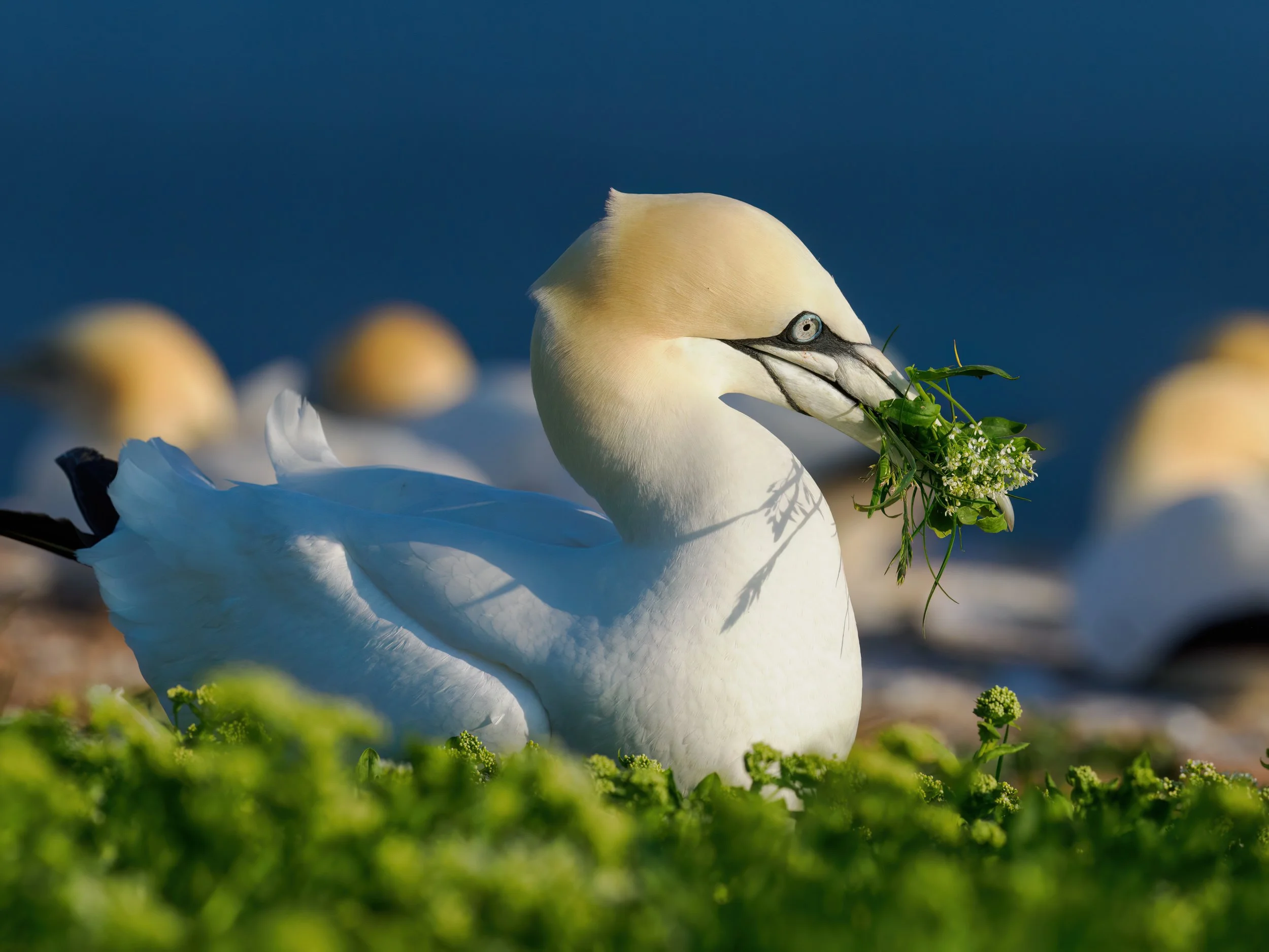 Głuptaki z wybuchowej wyspy