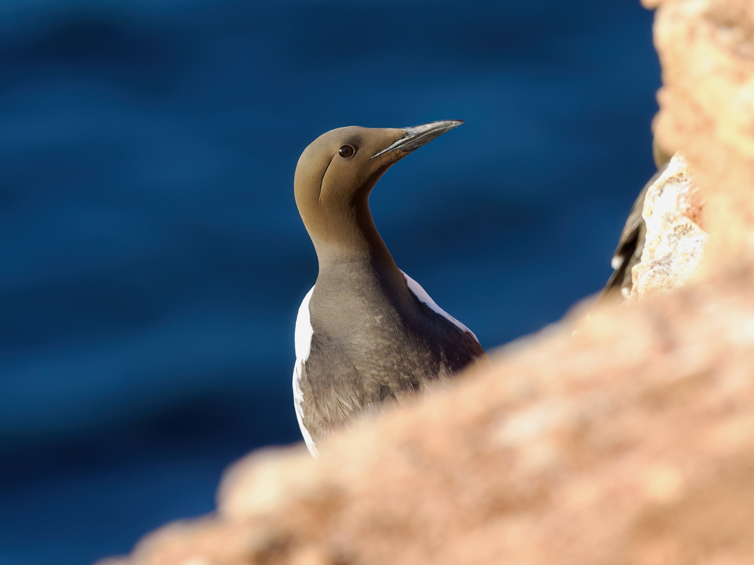 Nurzyki - fit pingwiny po kursie wspinaczkowym ;)