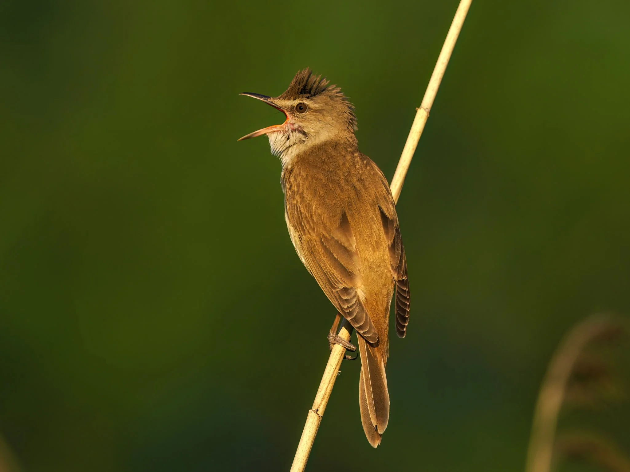 Co w trzcinach piszczy i skrzeczy