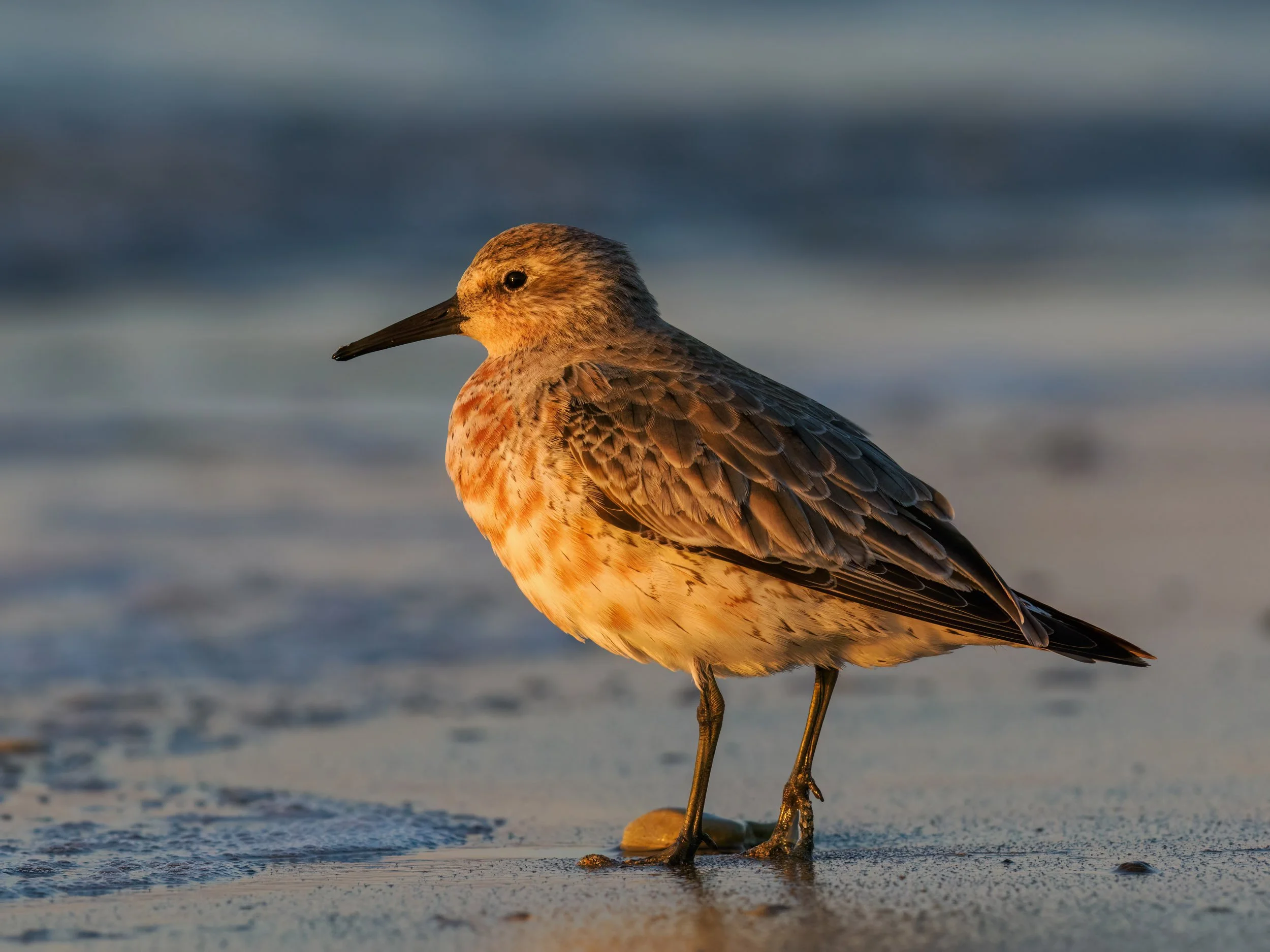 Siewkowe z Helgolandu