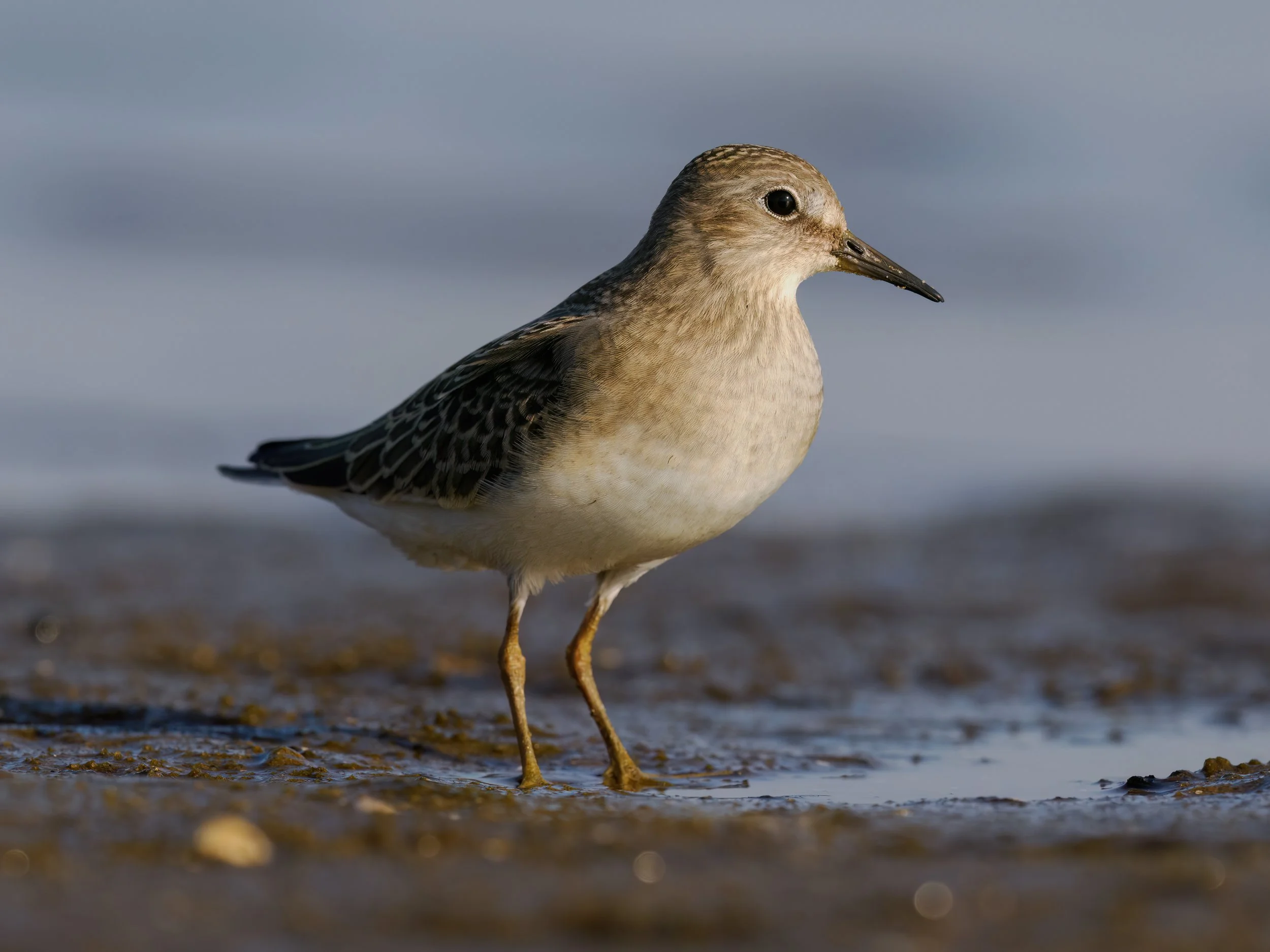 Mikoszewo po raz pierwszy…