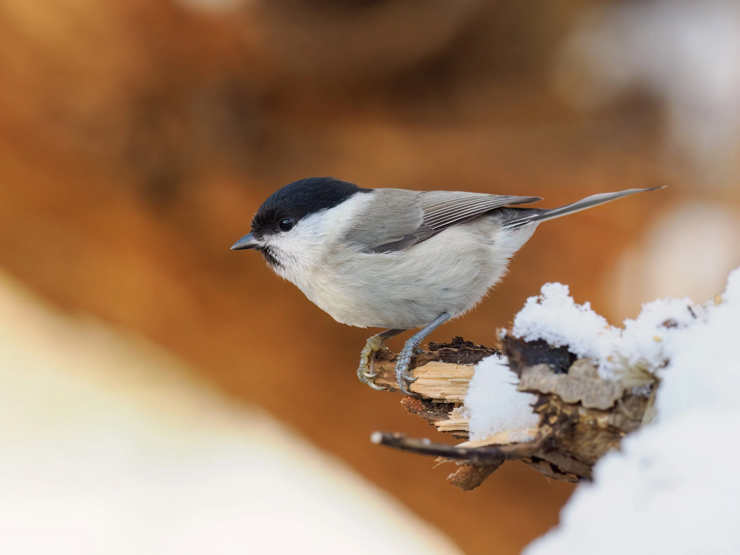 Powrót do “normalności”
