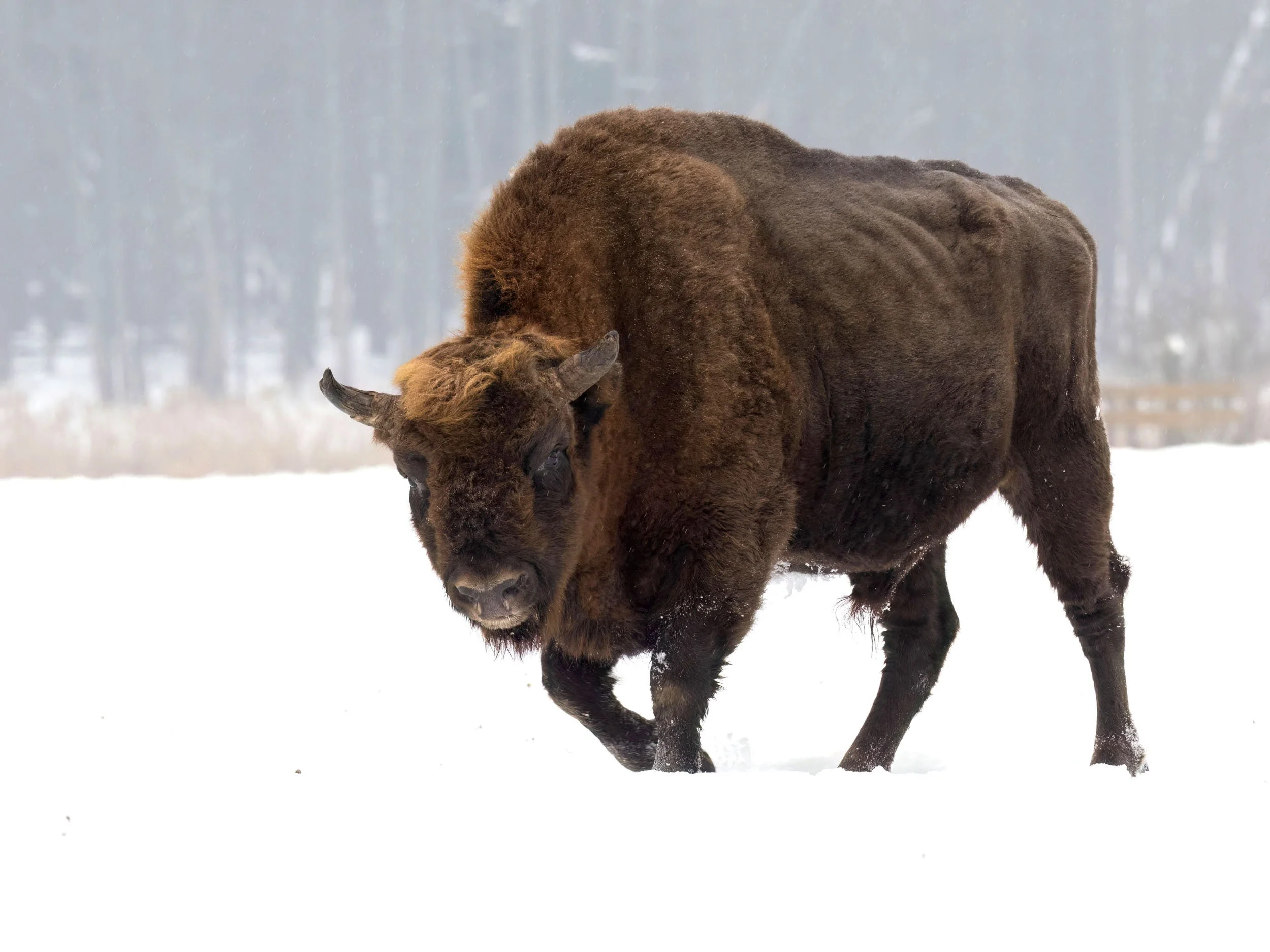 Wyskoczyć na żubra