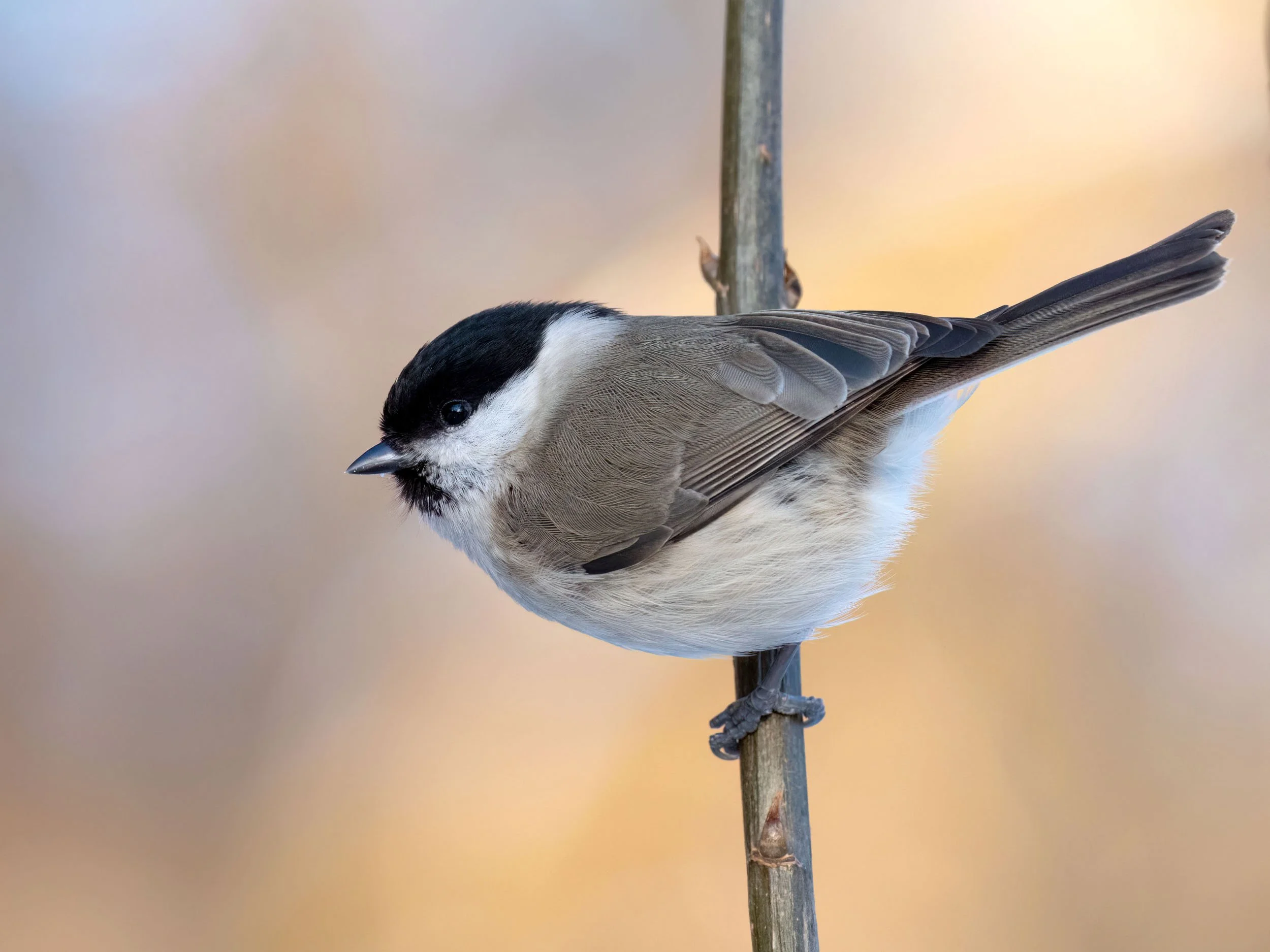 Mijając się ze słońcem