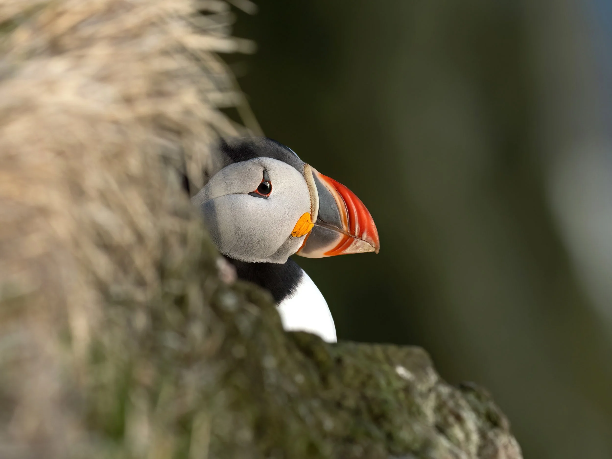 Puffin Rock