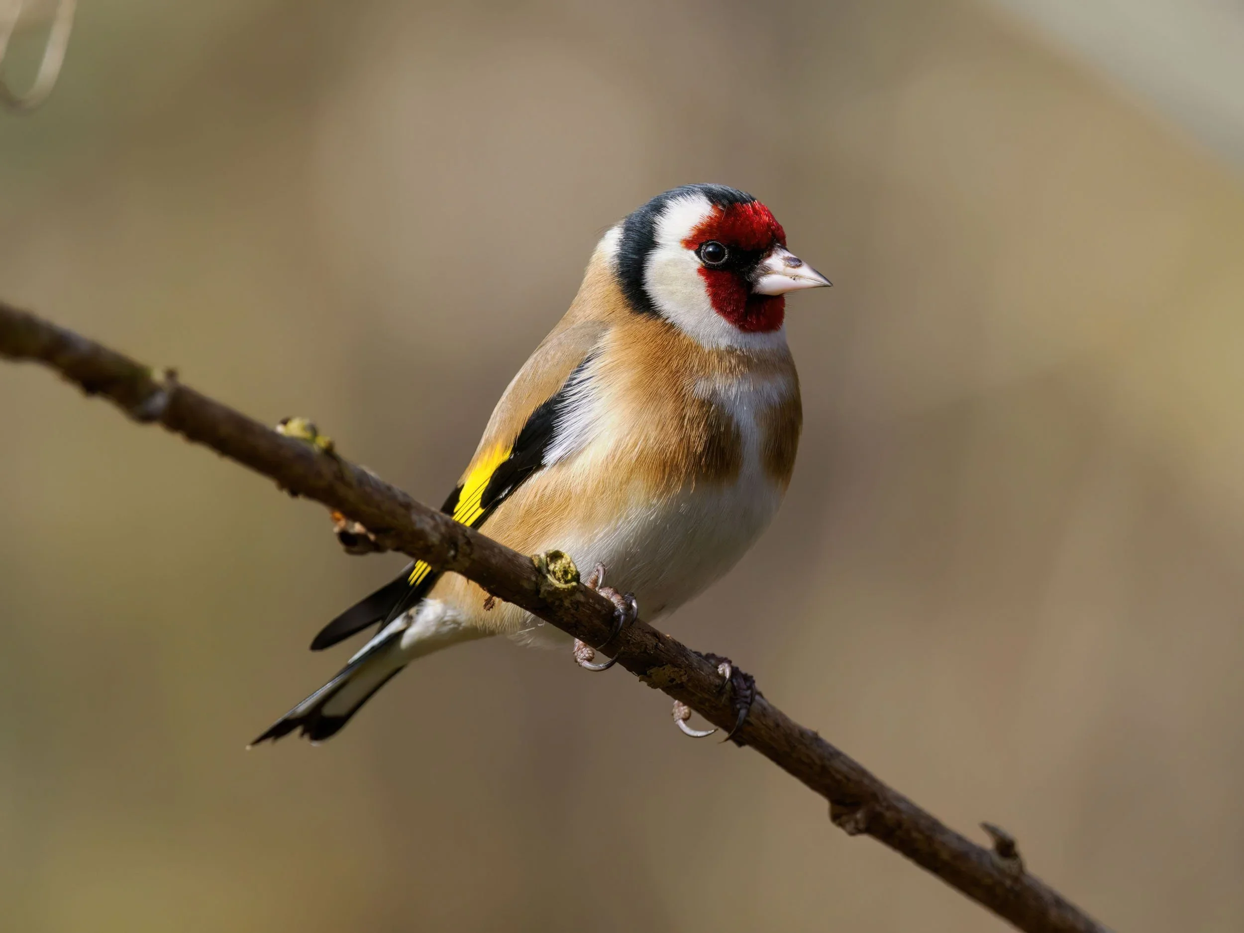 P3150344-DeNoiseAI-low-light (1).webp