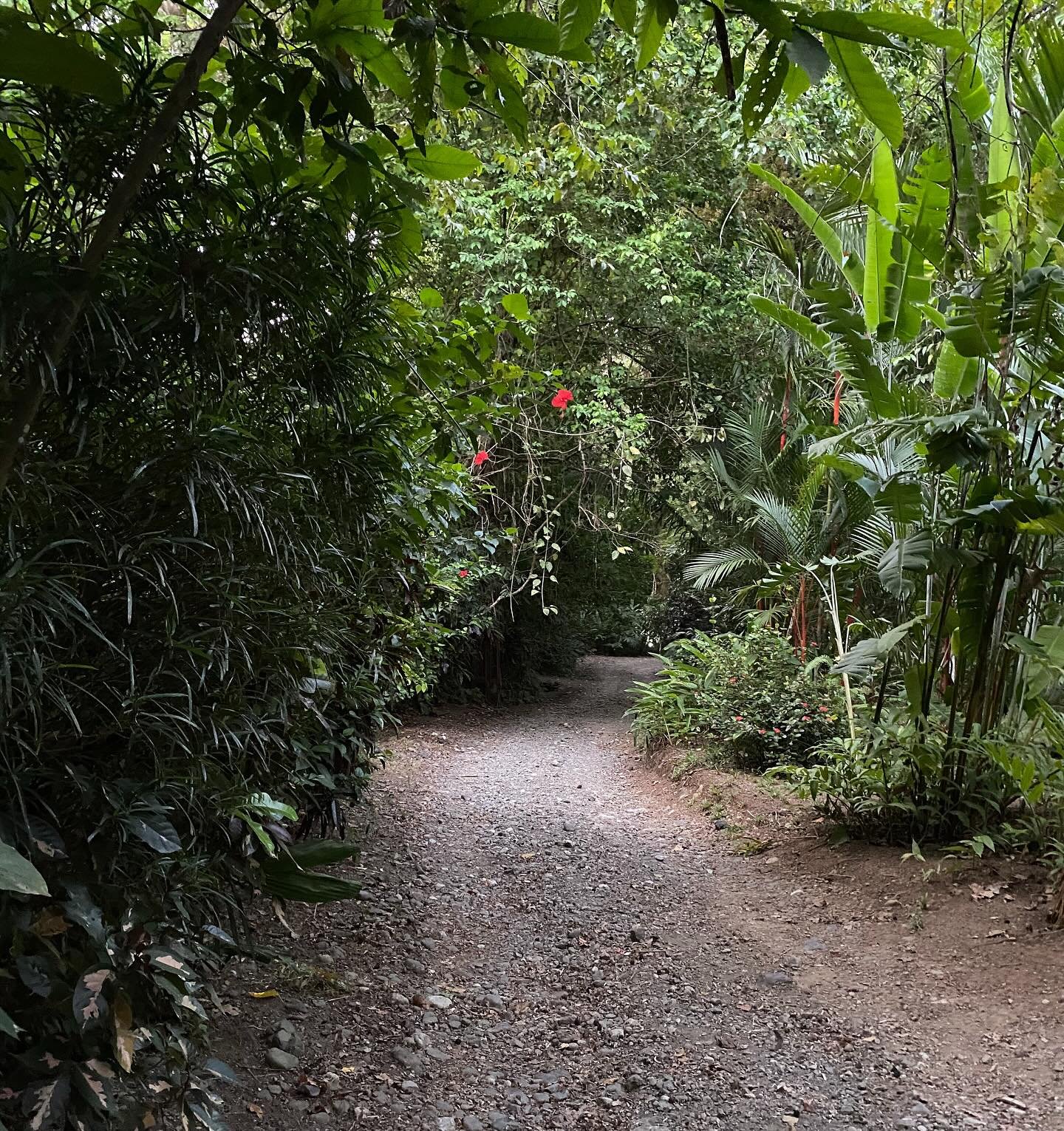 In case you missed it&mdash;big news dropped Sunday! I&rsquo;ve added one more retreat for 2026.
Costa Rica is officially on the calendar.

Think: nature, movement, and space to breathe.
This one&rsquo;s for those craving beauty, adventure, and a rea