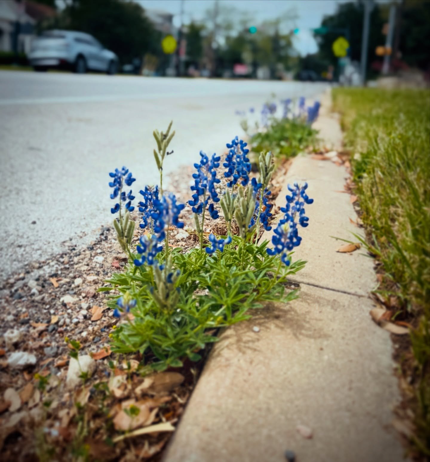 I saw these bluebonnets growing along the side of the road.

Cars rushing by.
Noise, chaos&hellip; and yet somehow they were still there, quietly blooming.

It stopped me in my tracks.

Some days the world feels hard to hold.

And yet nature reminds 