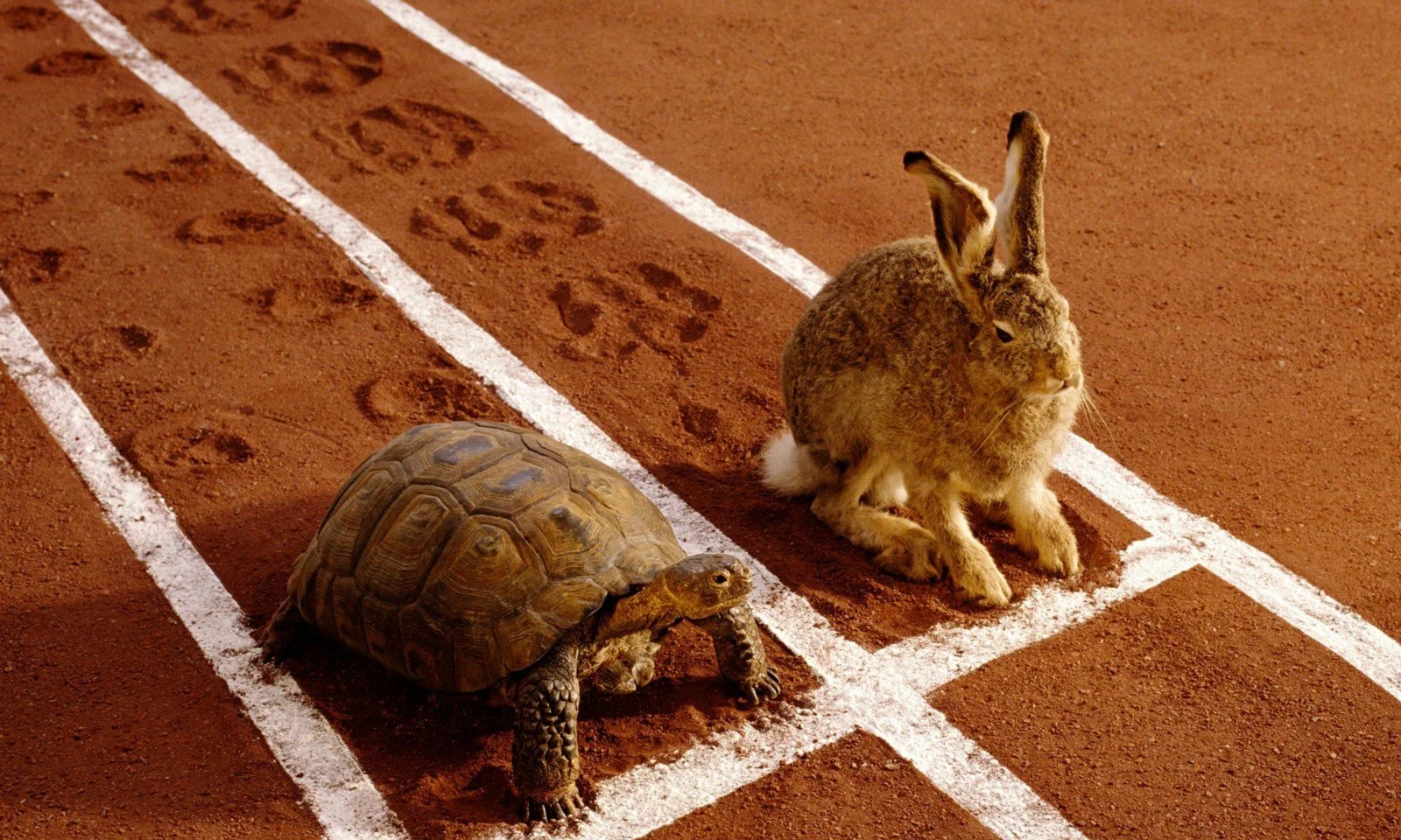 The Hare, the Tortoise and the Strategy-Execution Gap