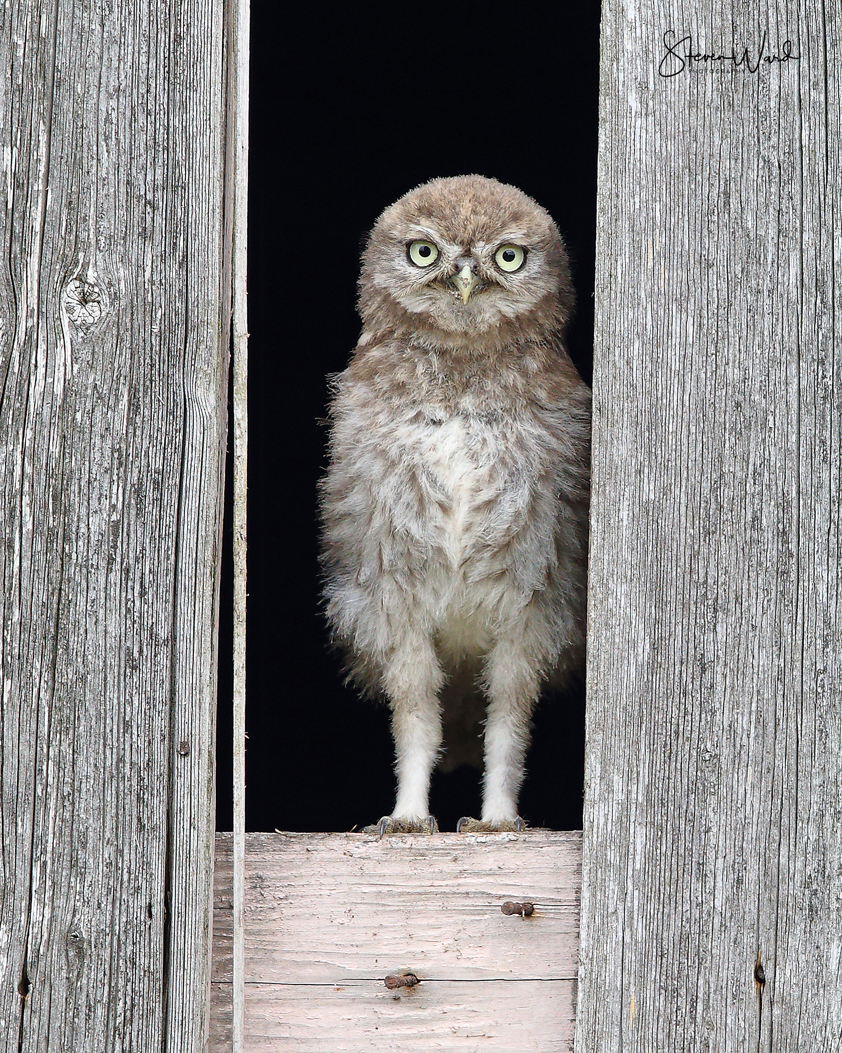 A small owl with fluffy brown and white feathers standing in a wooden window frame on a weathered, gray wooden wall.