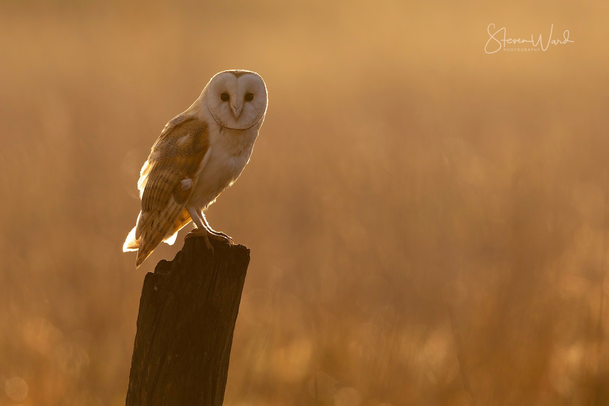 An owl with a human-like smiling face perched on a weathered wooden post at sunset or sunrise, with a warm, golden background.