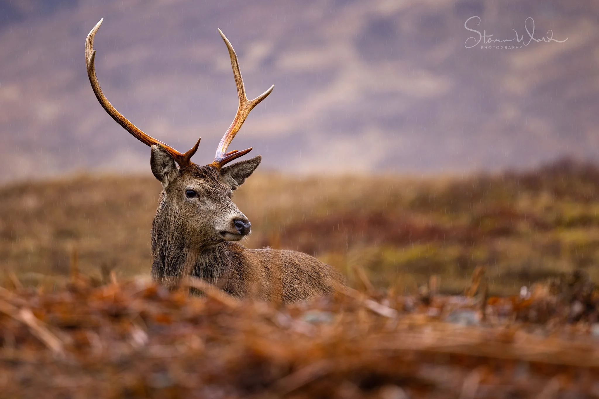 A majestic stag with large antlers resting on a bed of fallen leaves in a misty, open field.