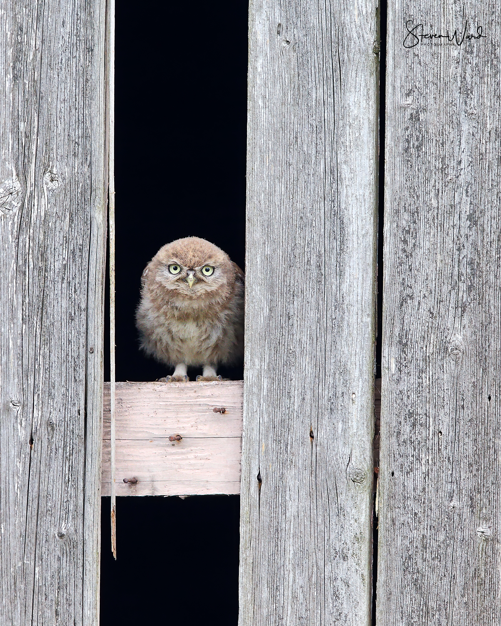 An owl with the body of a fluffy brown owl and the face of a realistic owl sitting on a wooden platform in a small opening in a weathered wooden fence.