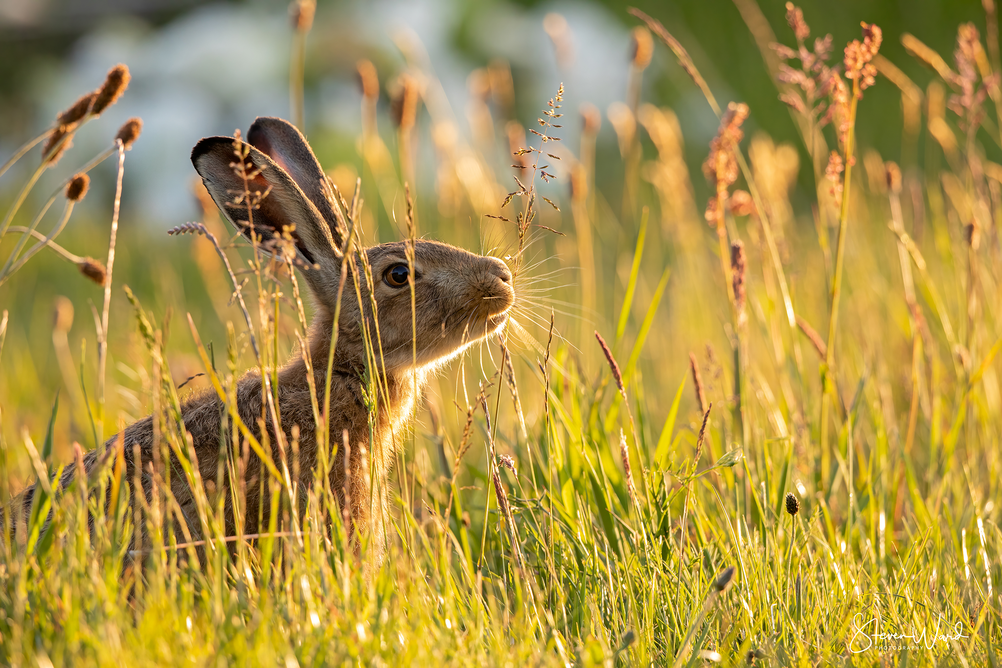 A rabbit in a grassy field at sunset, with tall grass and wildflowers, and sunlight shining on its fur.