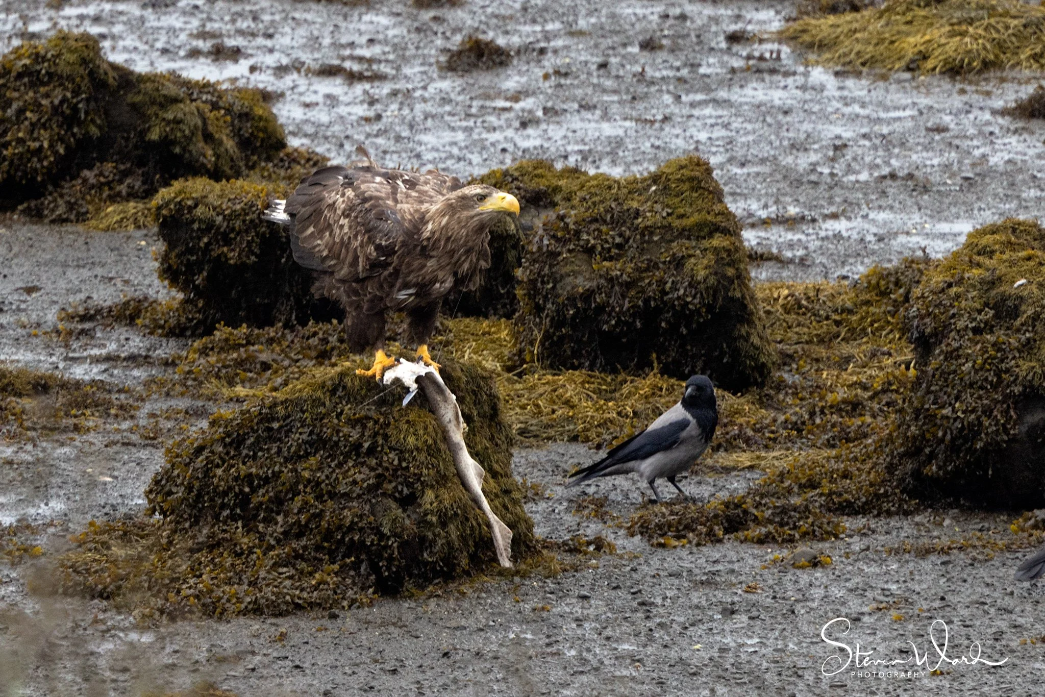 A bald eagle perched on a mossy rock holding a fish in its talons, with a smaller bird nearby on a moss-covered surface.