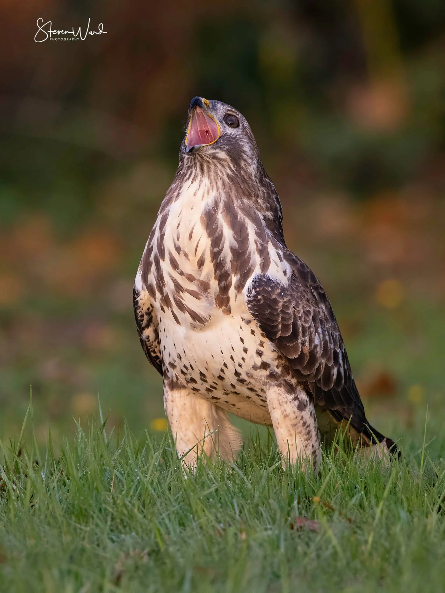 A hawk with a specialized beak, standing on grass, with its head tilted slightly upwards and its beak open.