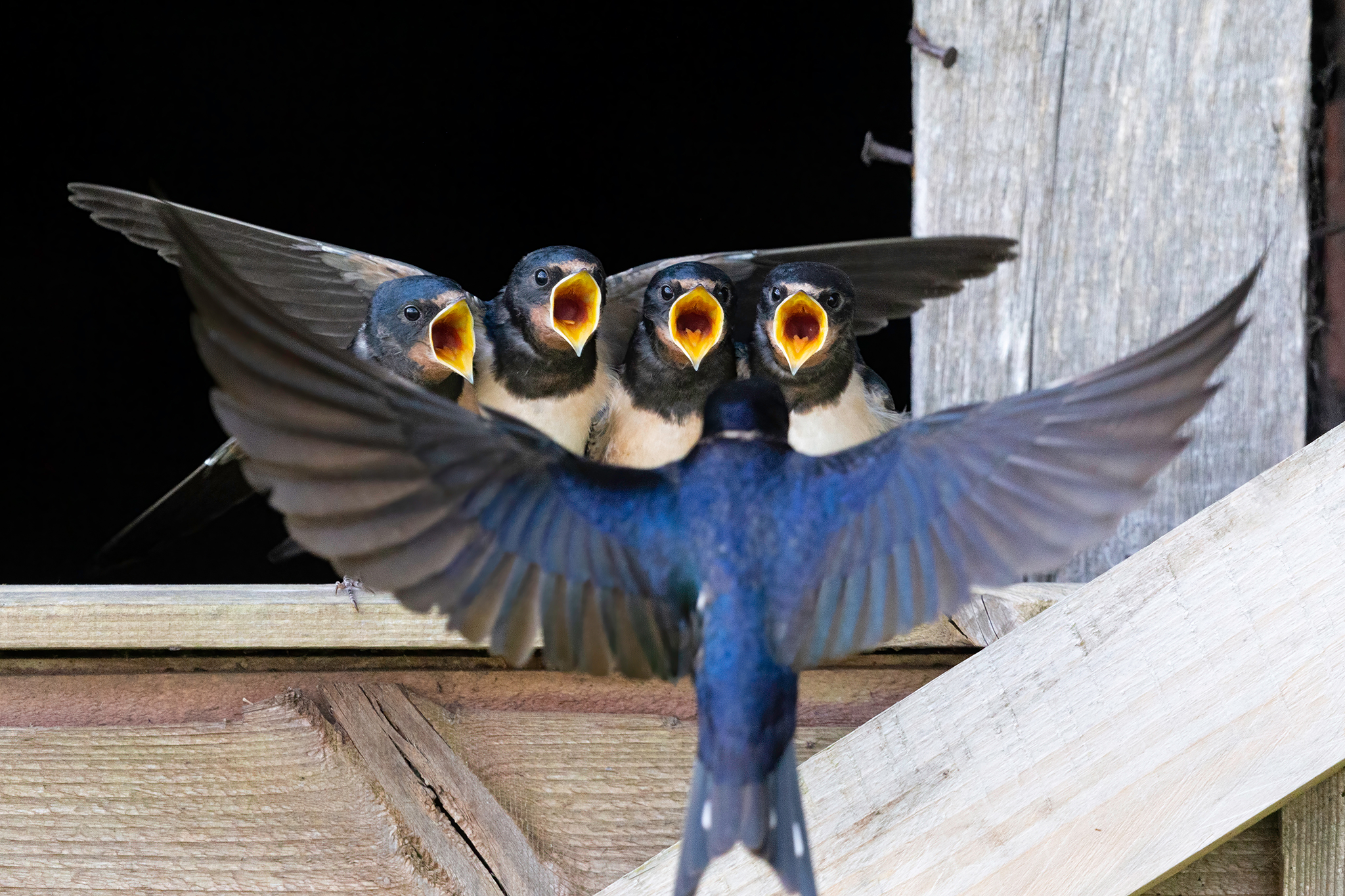 A close-up of a parent bird with open wings facing four baby birds with mouths open, inside a wooden nesting box.