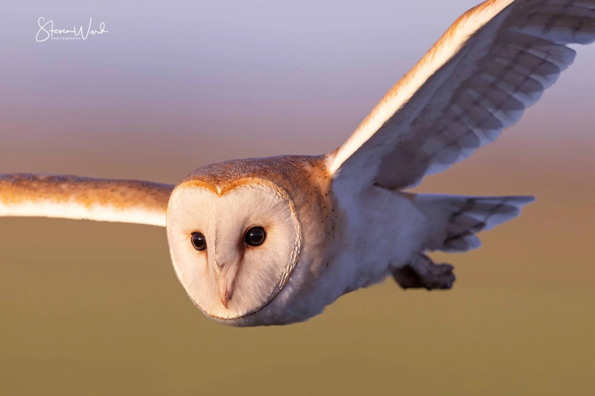 A barn owl flying with a blurred background, showcasing its wings and face.