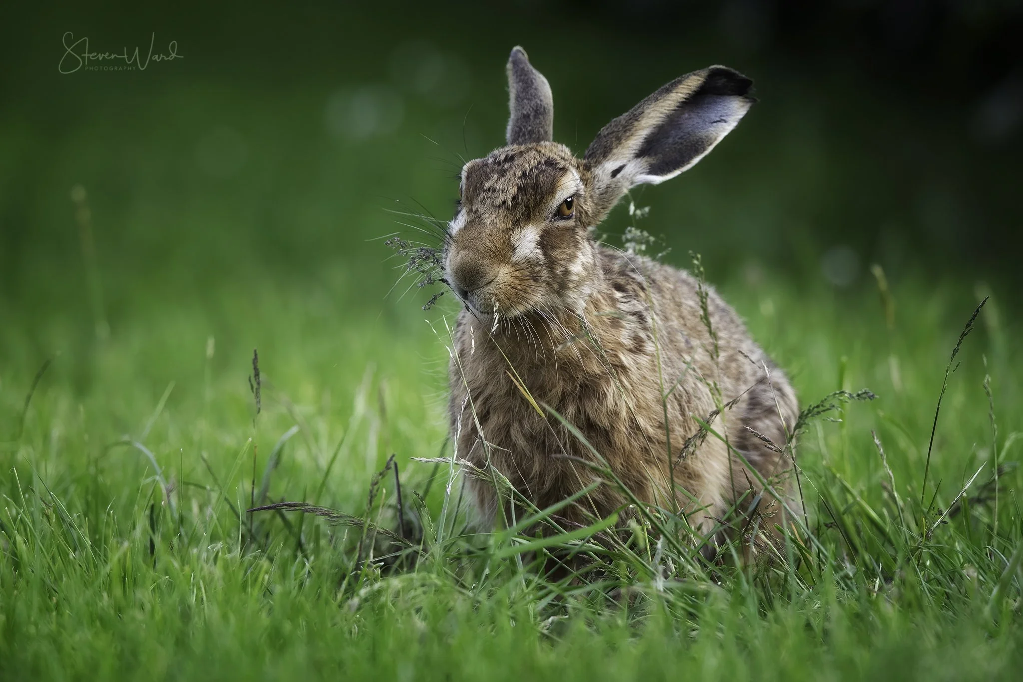 A brown hare sitting in green grass, with grasses and small plants around it, and a blurred dark background.